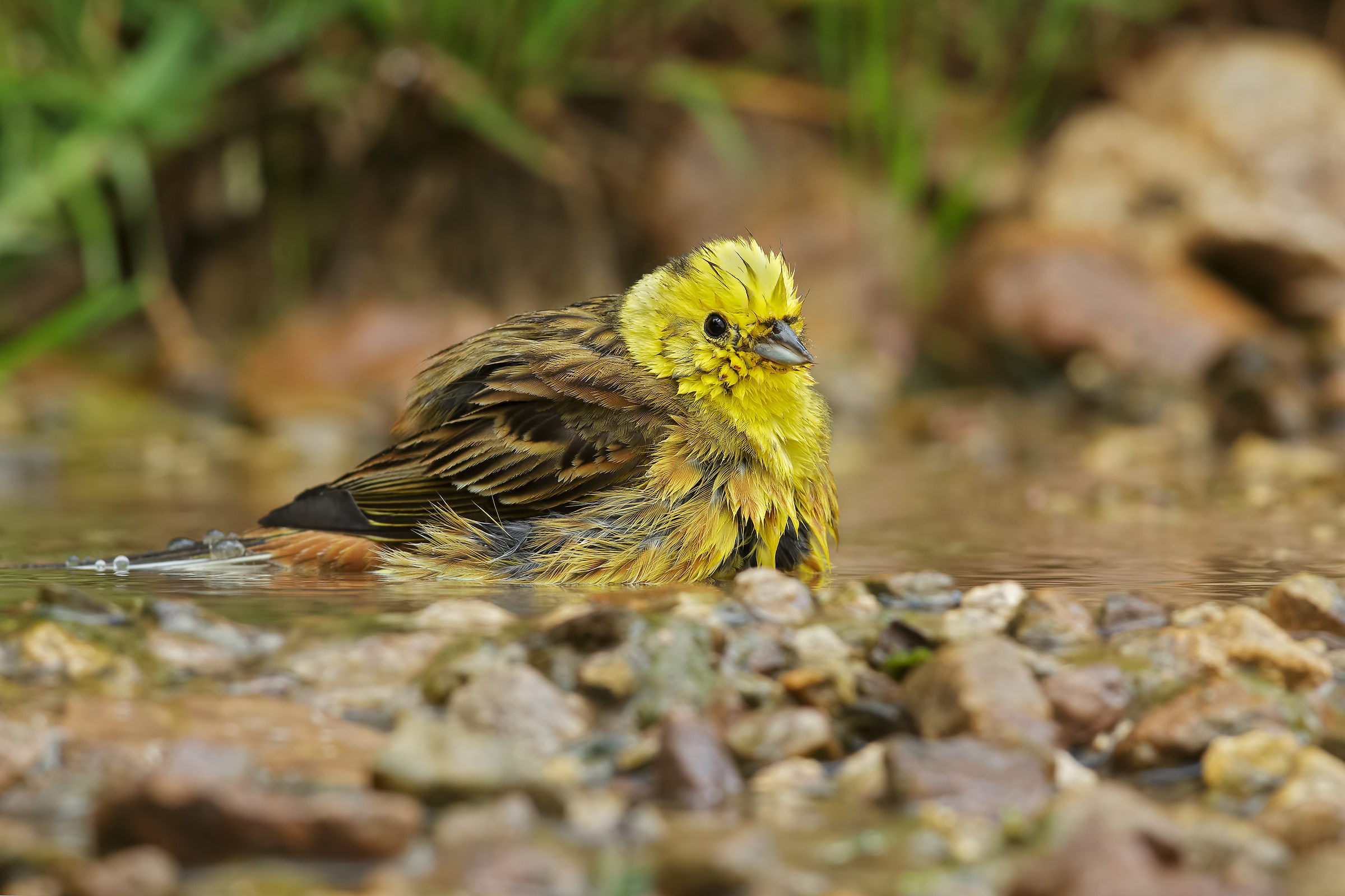 Yellowhammer Yellow