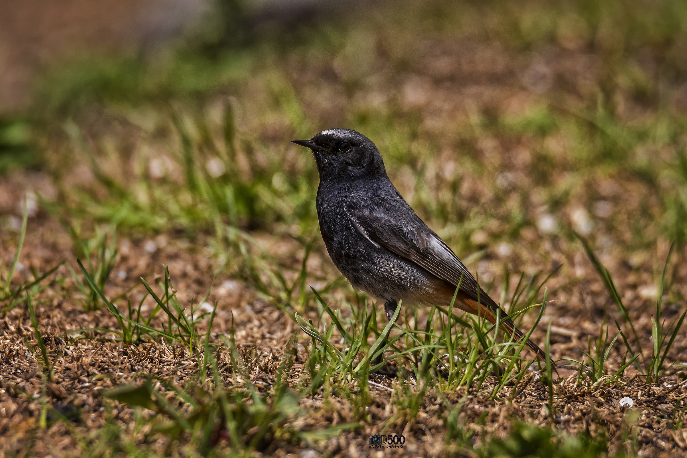 Il codirosso spazzacamino