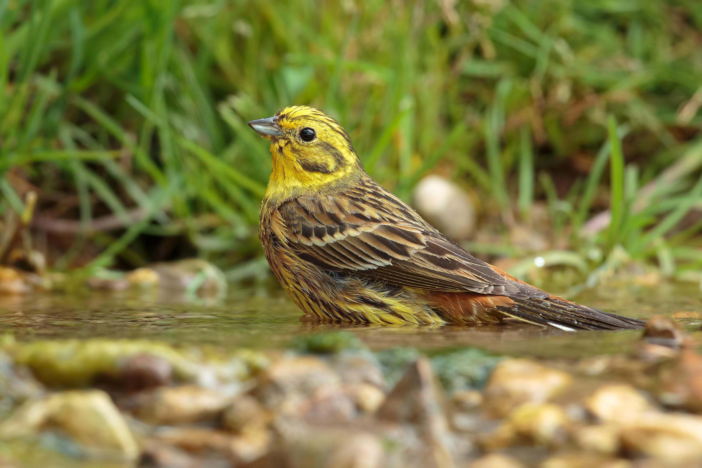 Yellowhammer Yellow