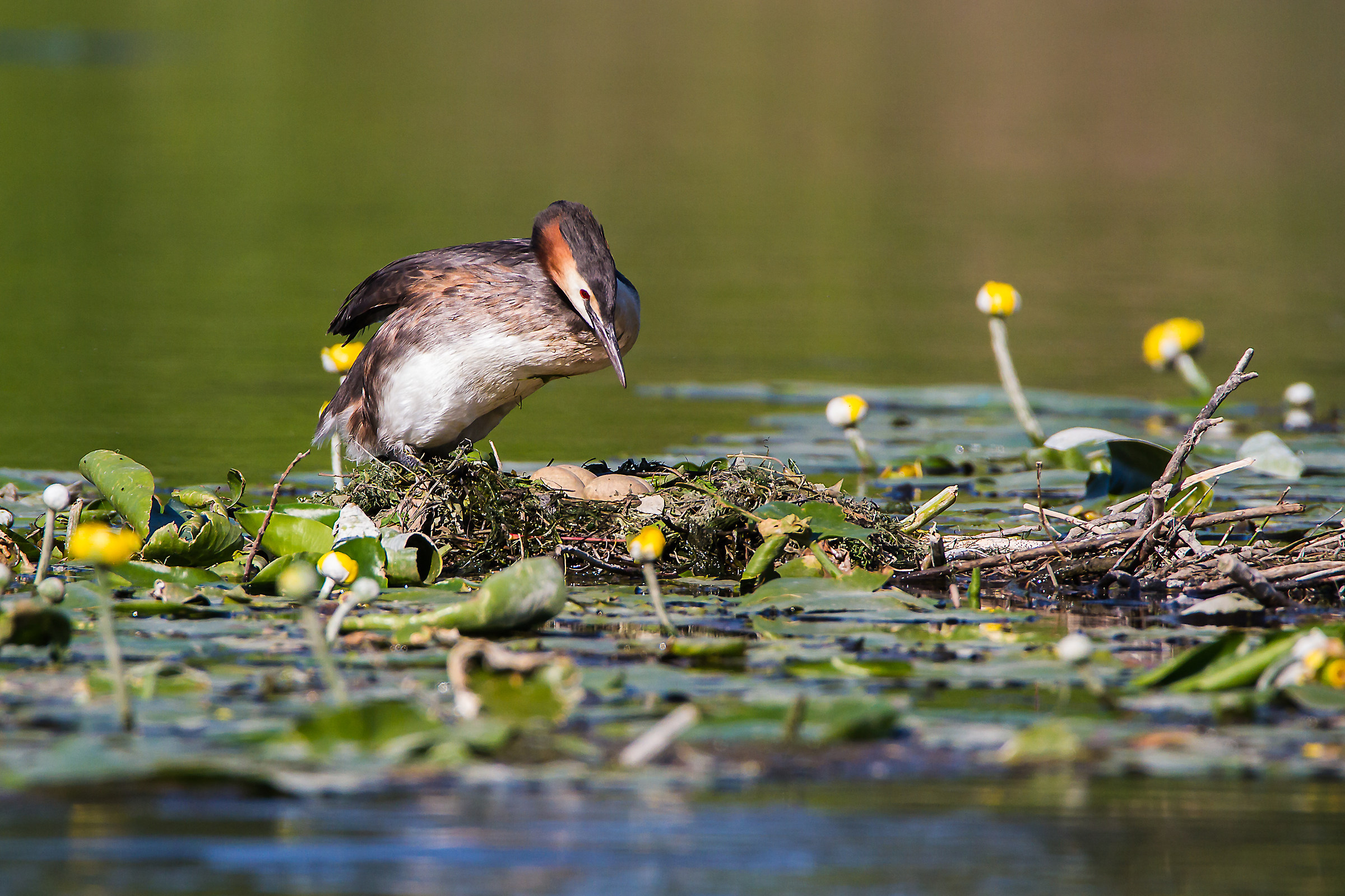 Grebe Major