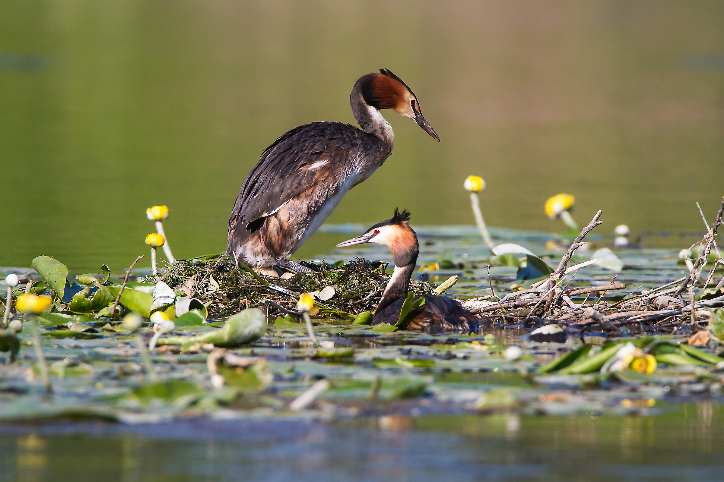 Grebe Major