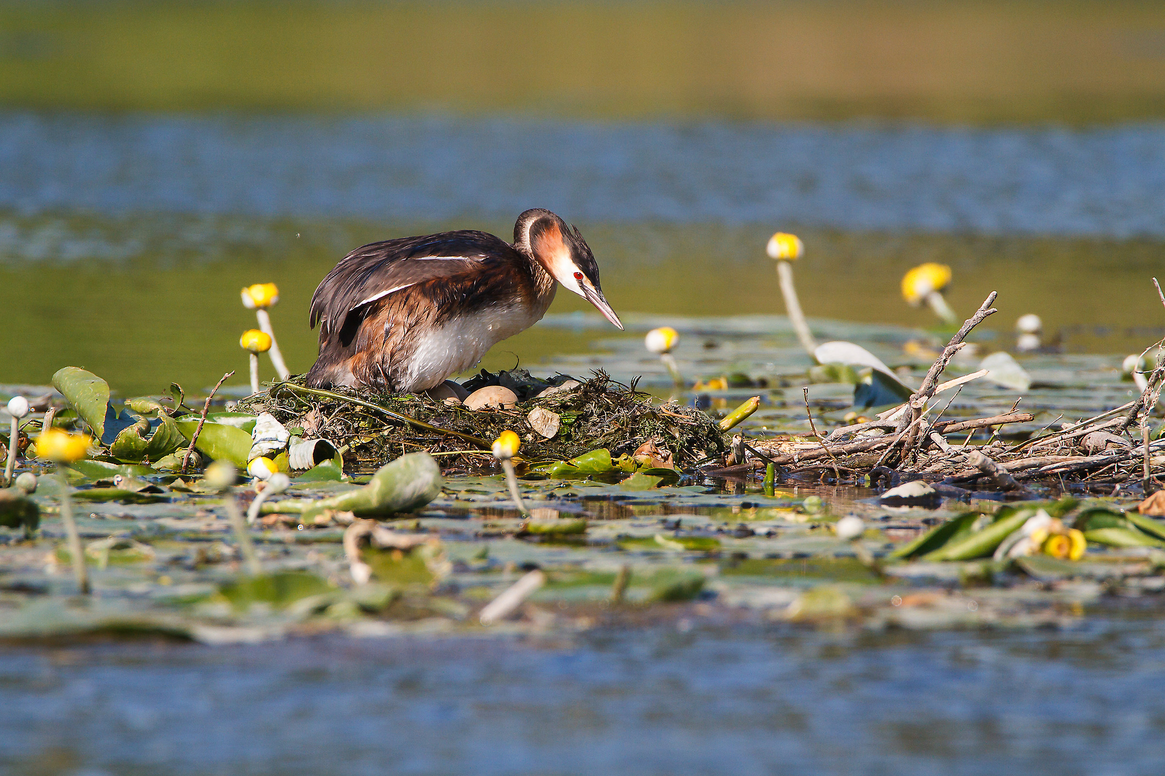 Grebe Major