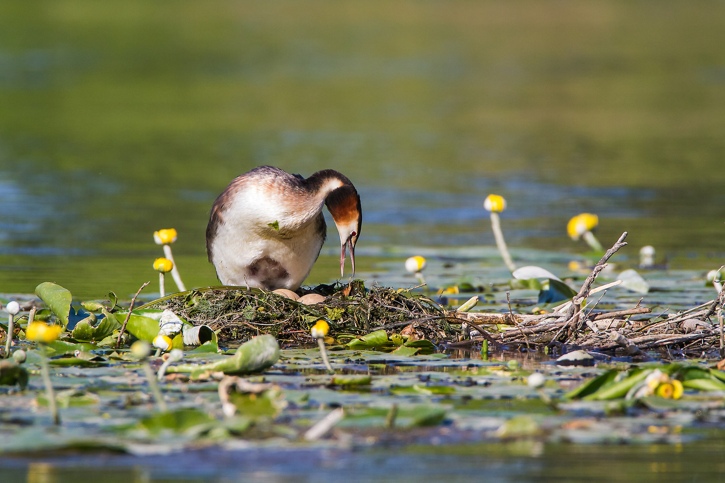Grebe Major