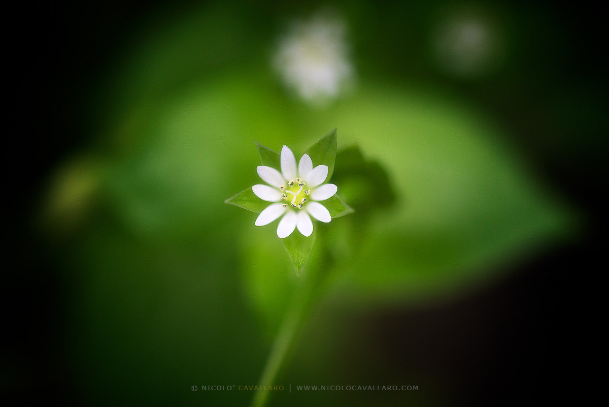 Piccoli gioielli della Natura