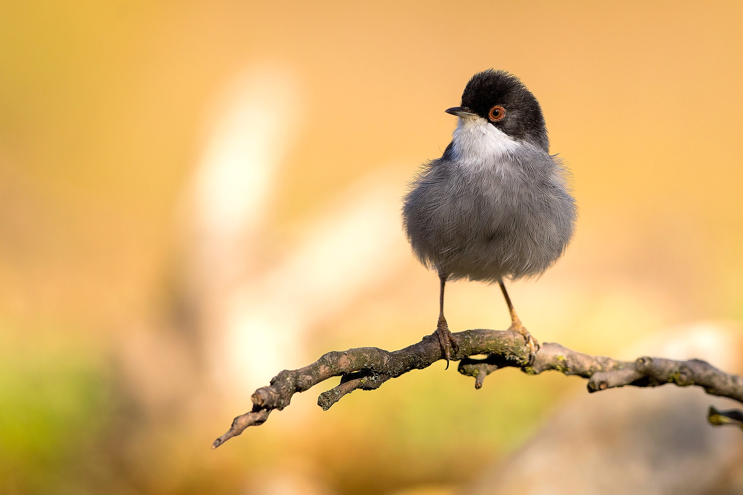 Occhiocotto "fluffy" Sardinian warbler
