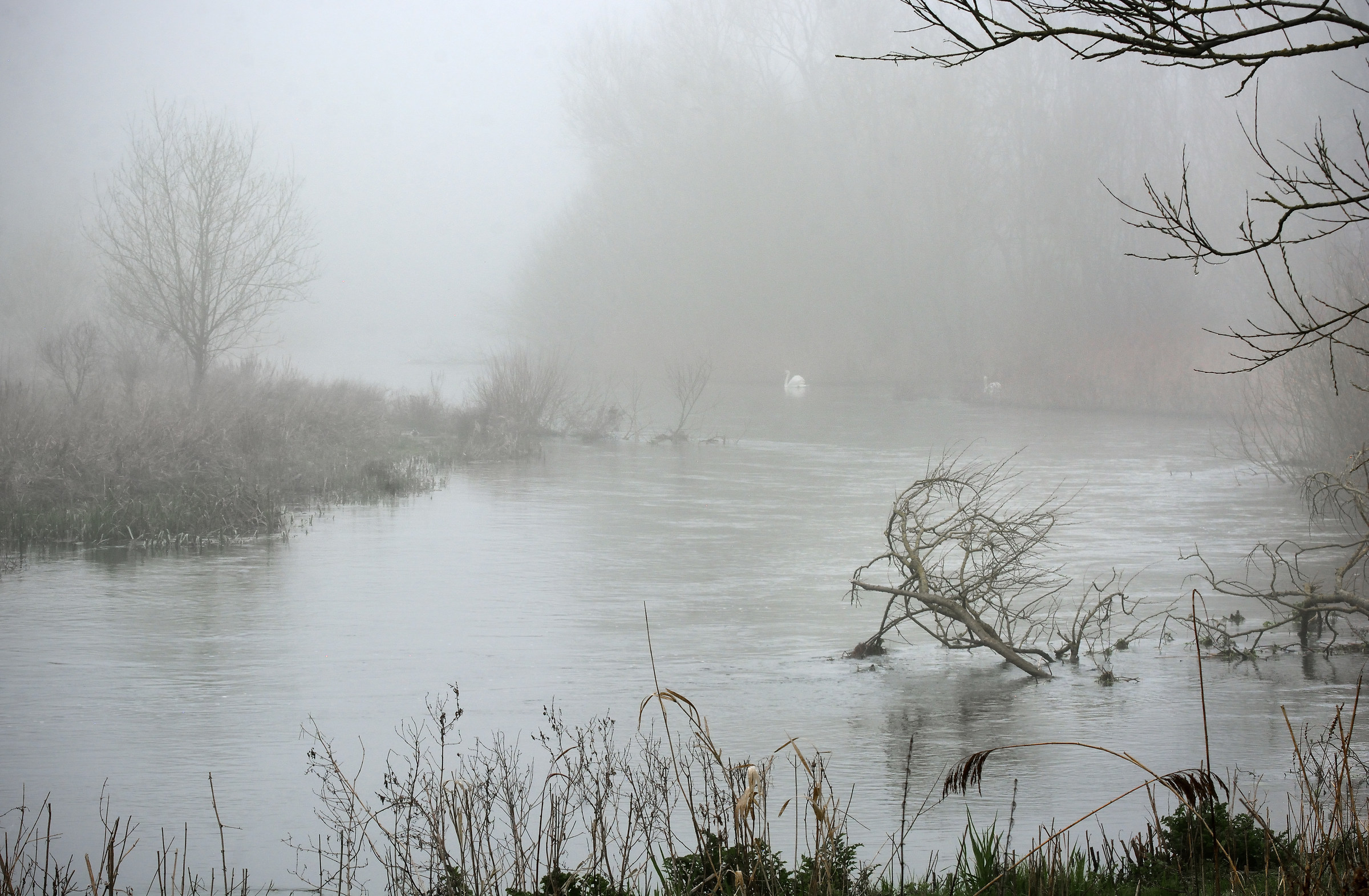 One Month Ago (Foggy River with Swans)