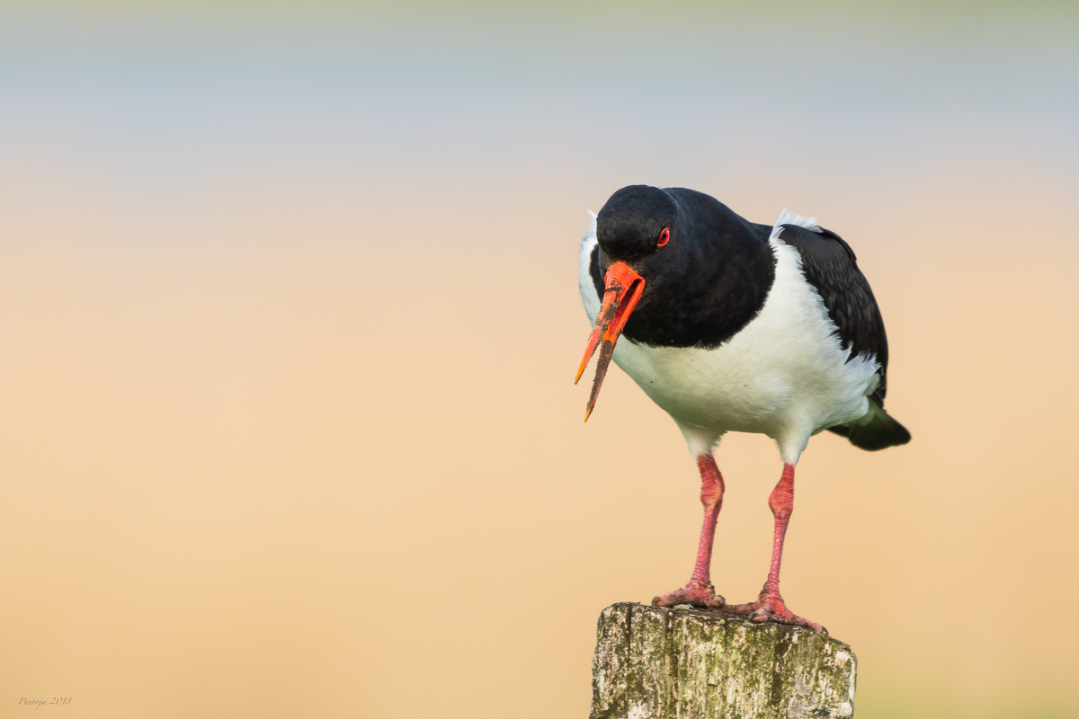 Oystercatcher