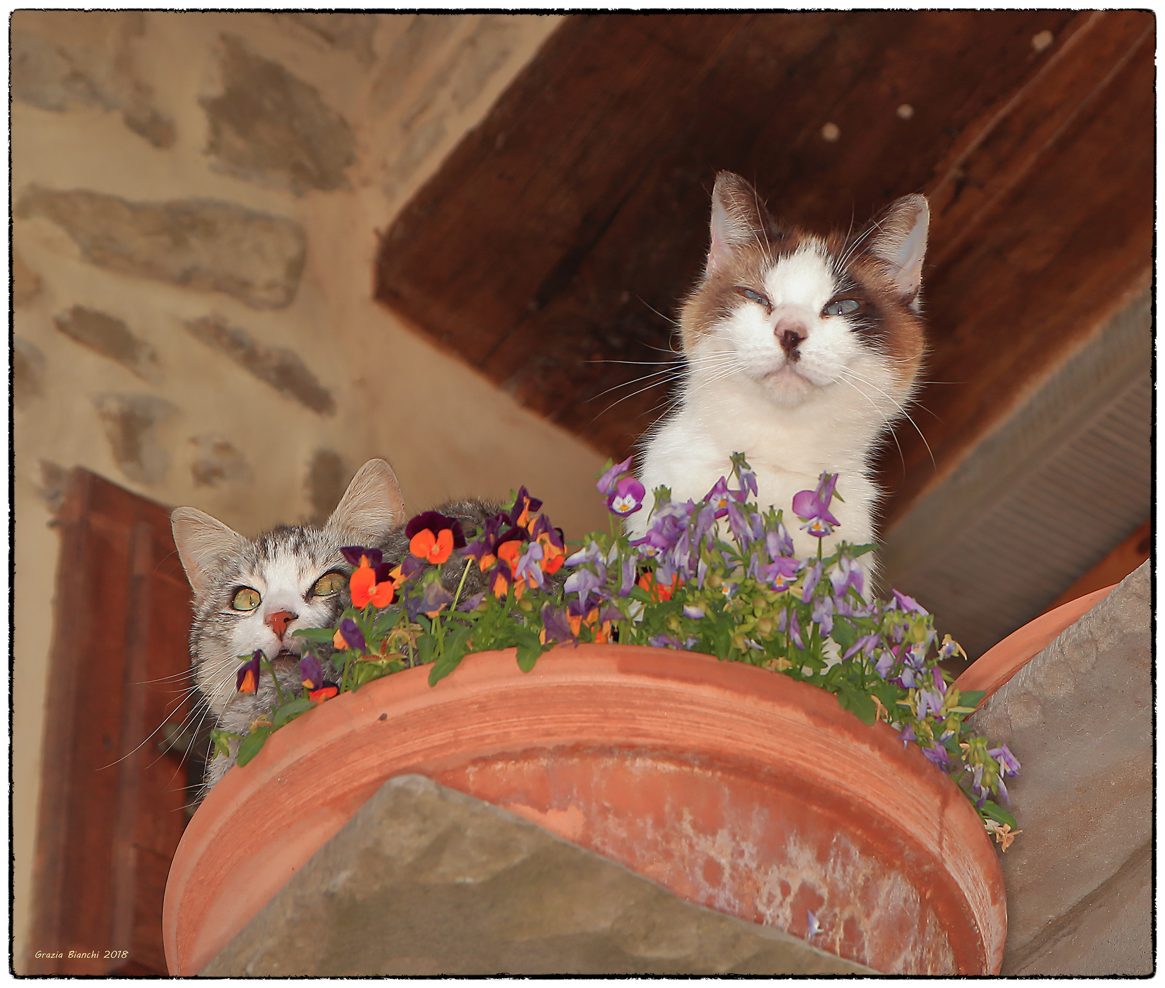 Cats in a vase of panseè