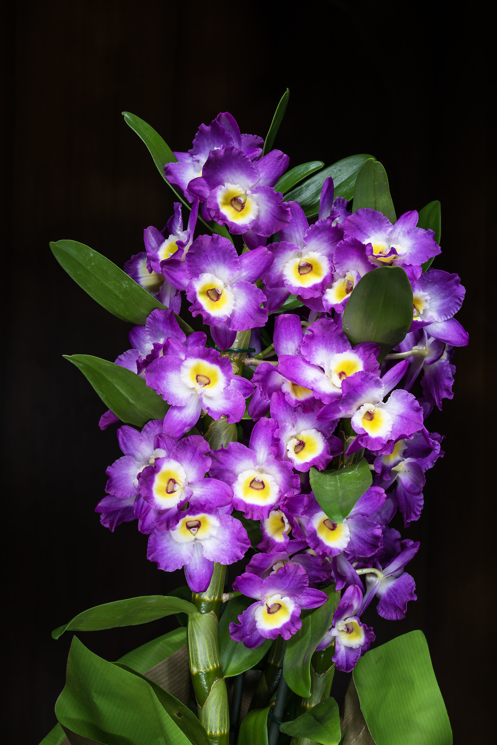 Orchid and Light Painting