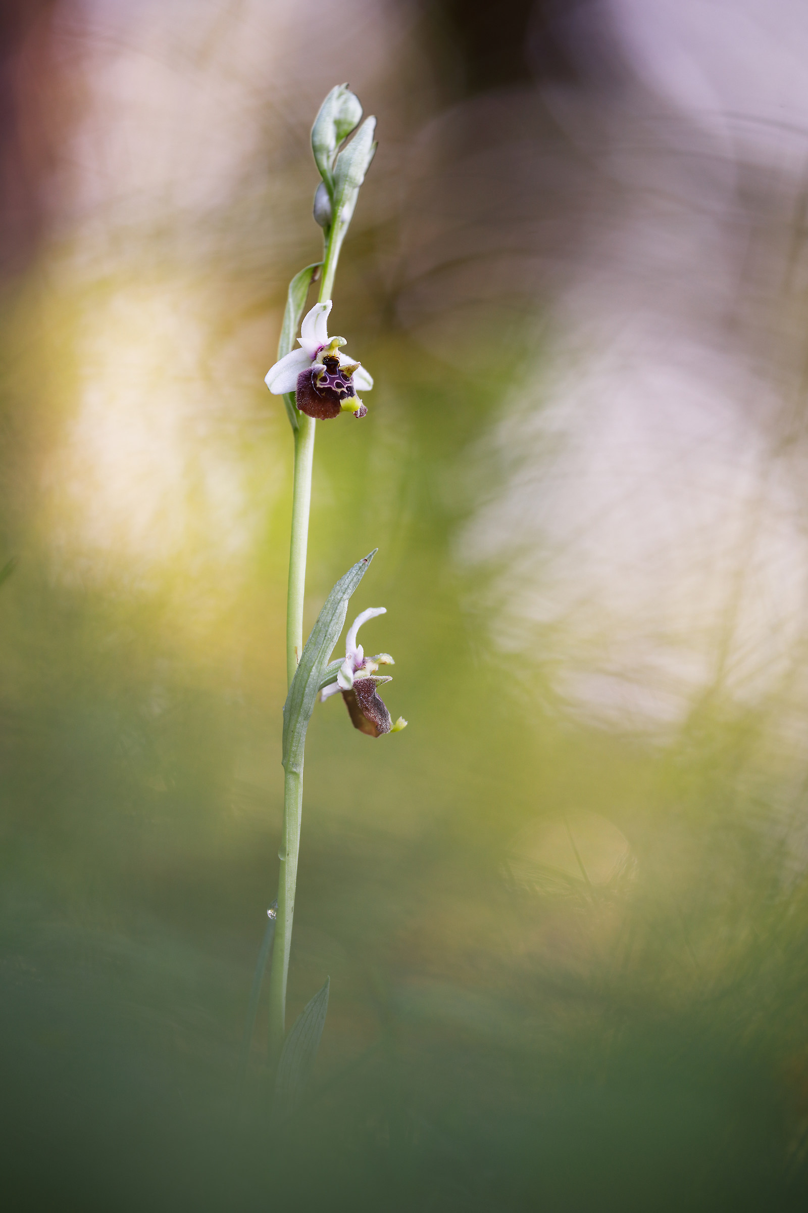 Ophrys holosericea