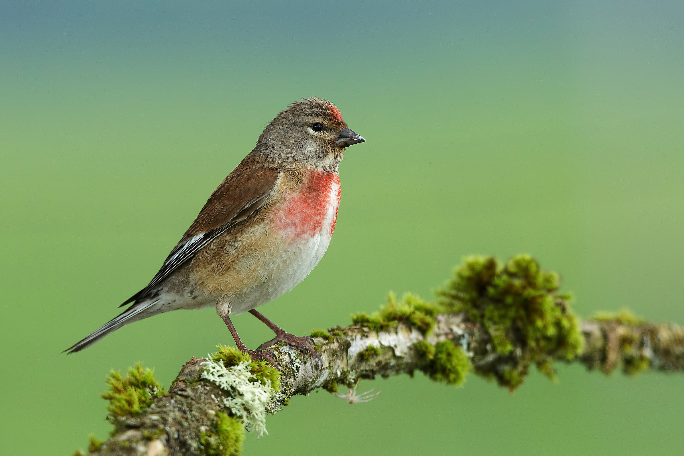 Linnet