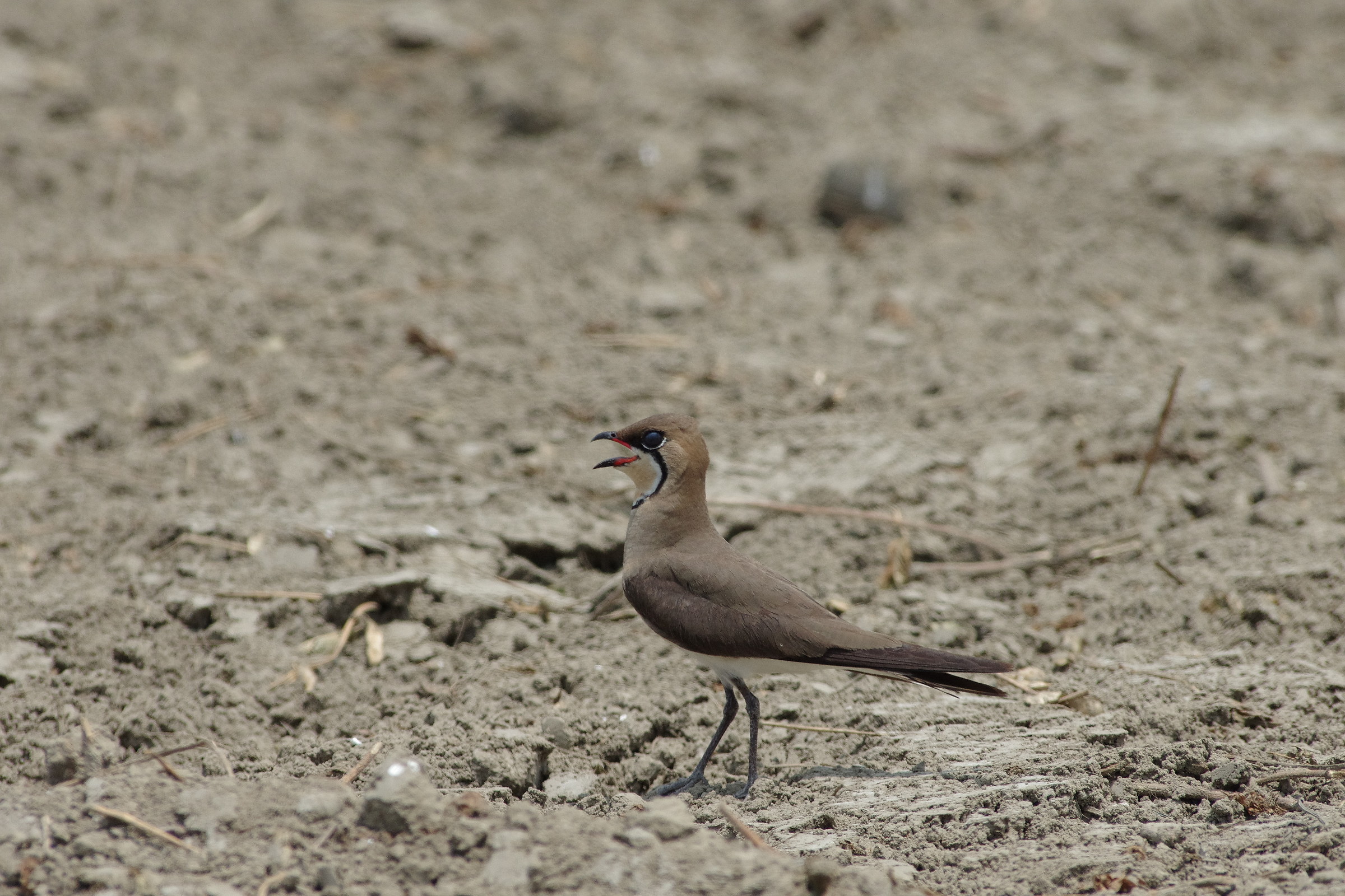 Oriental Pratincole