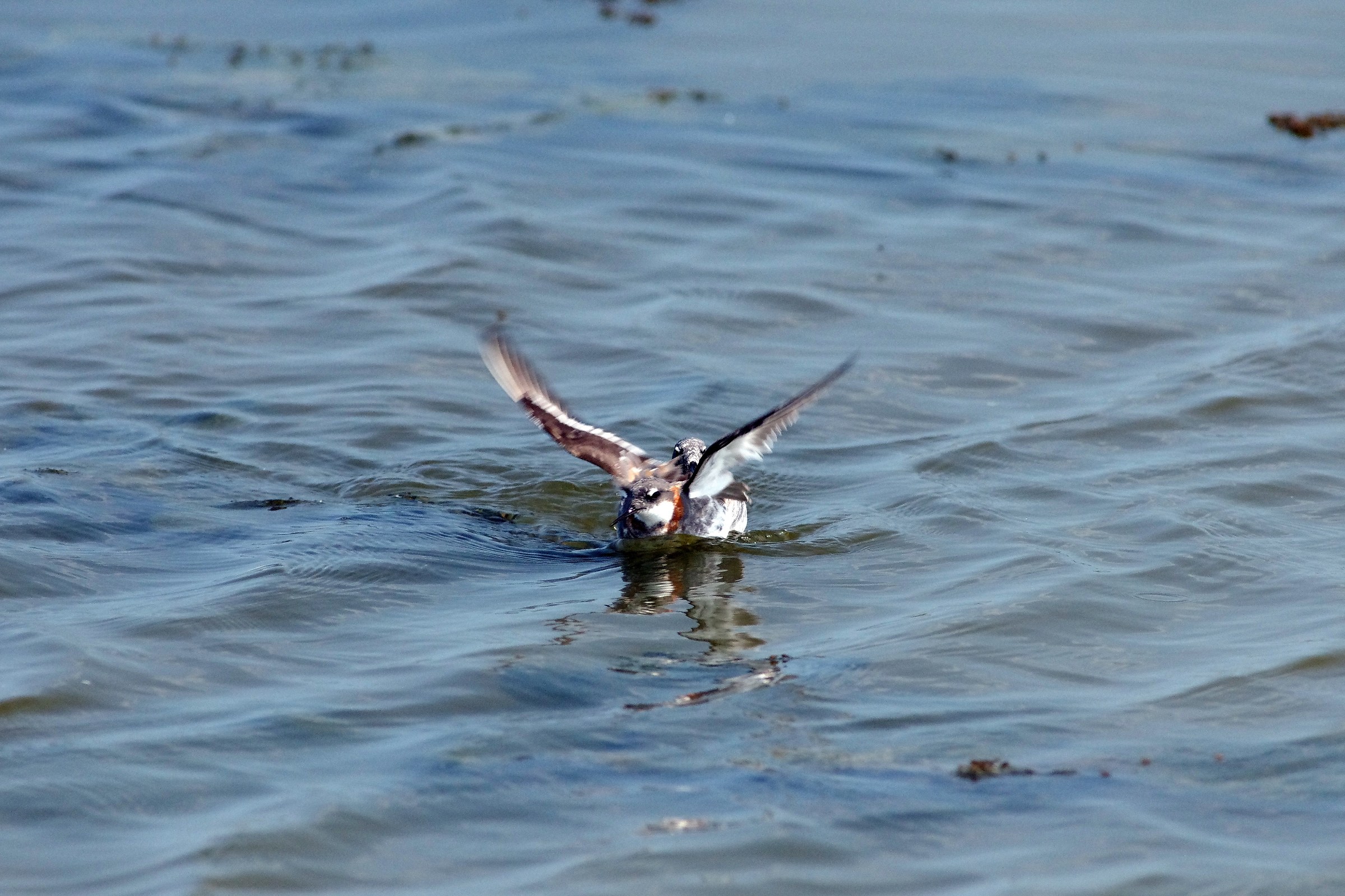 Red necked Phalarope