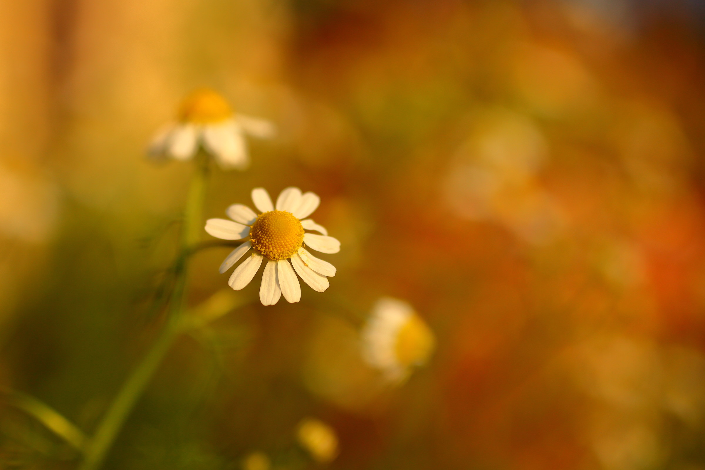 Fiore della camomilla