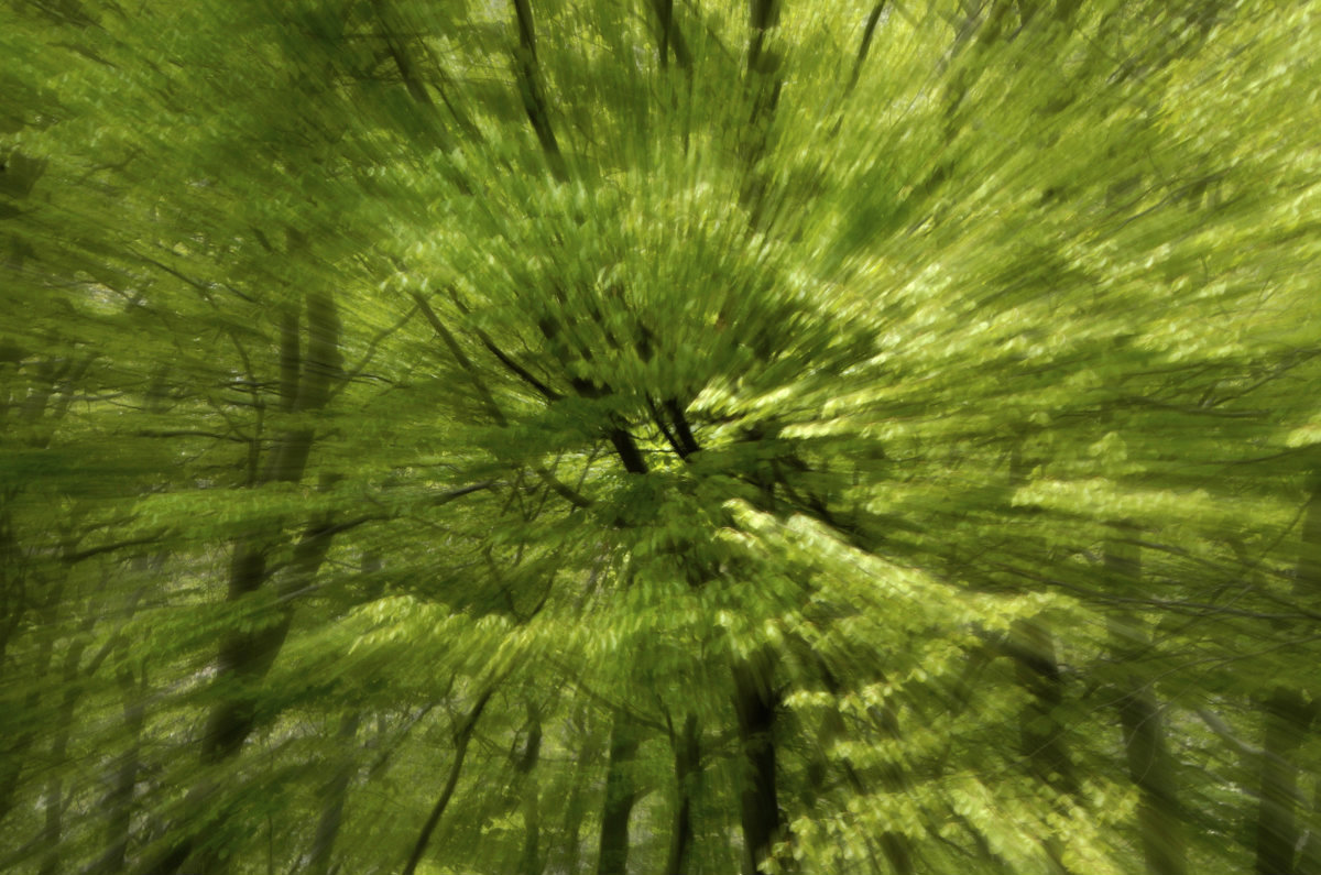 Esplosione di verde nella faggeta