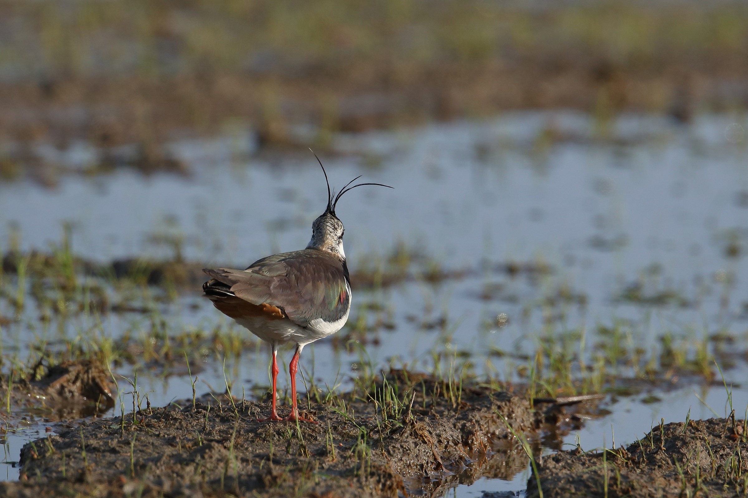 Today my head is bursting