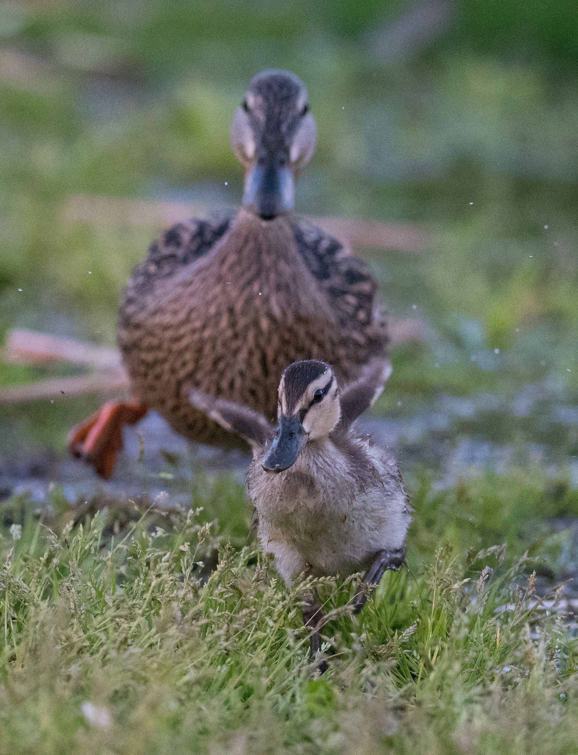Paperette che fanno impazzire mamma