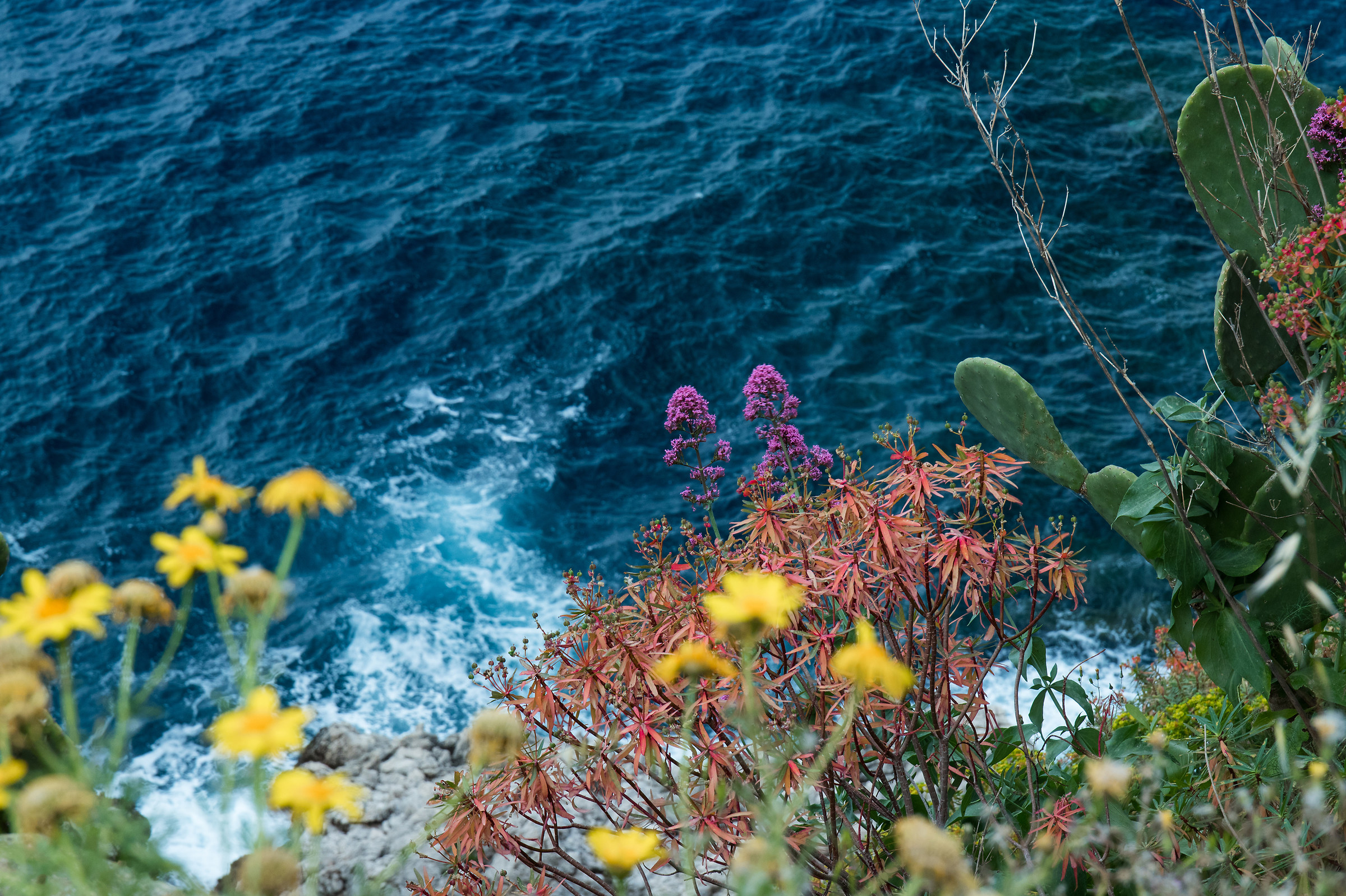 Coastal Flora