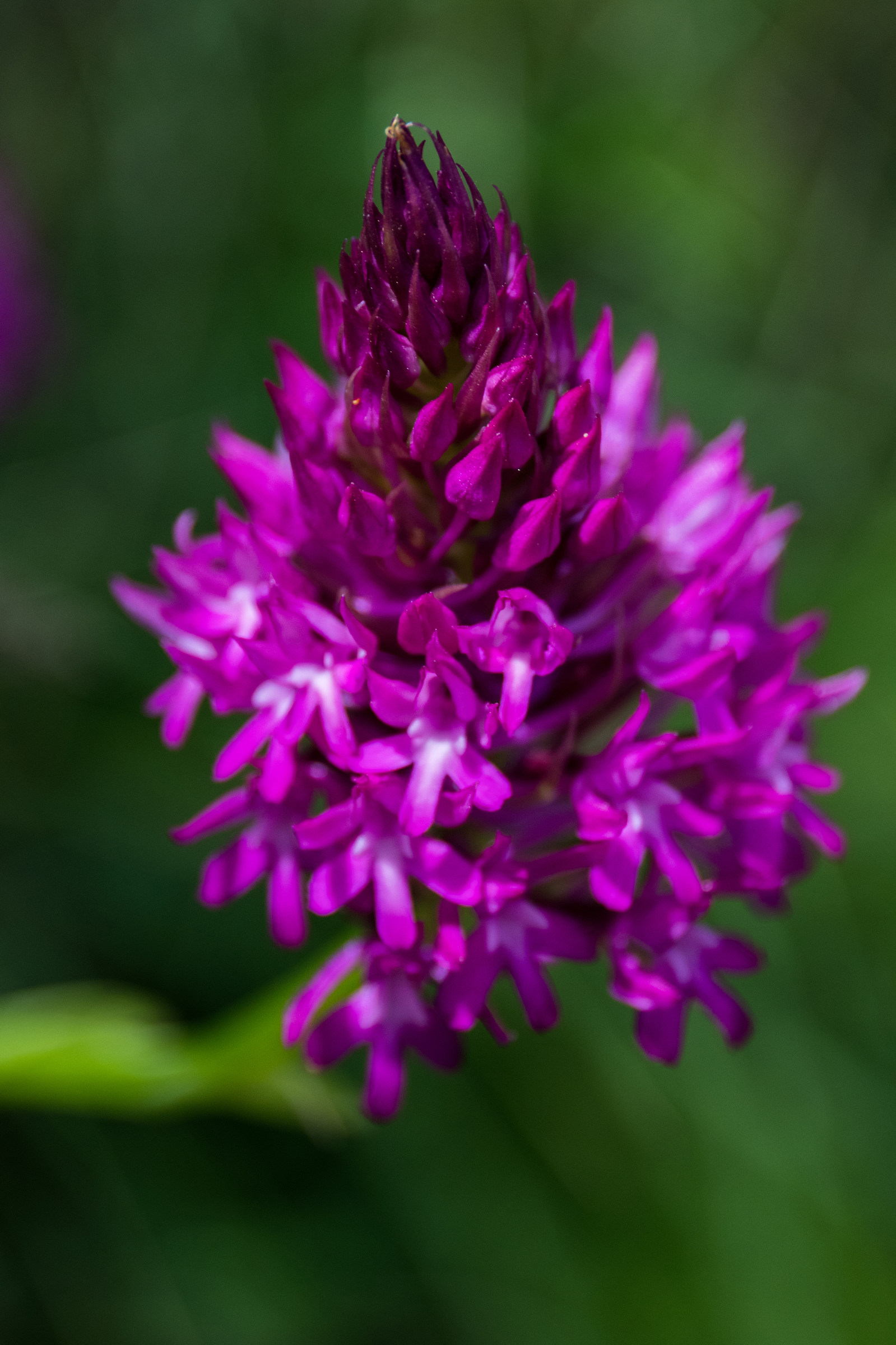 Pyramid Orchid