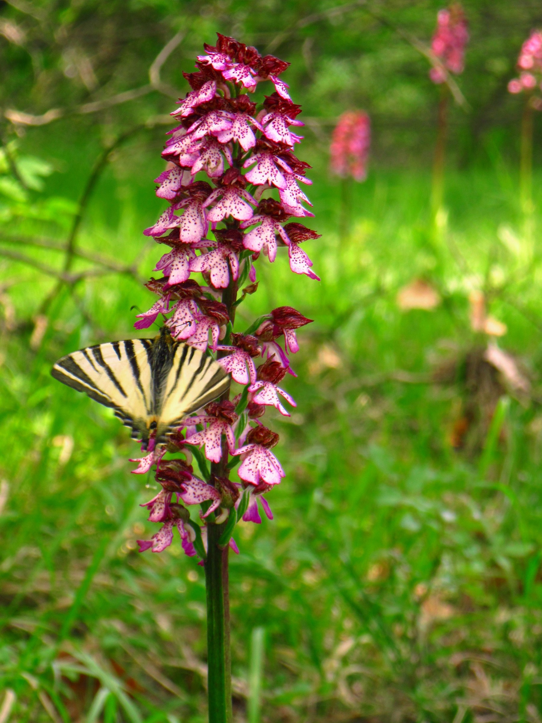 purpurea e podalirio