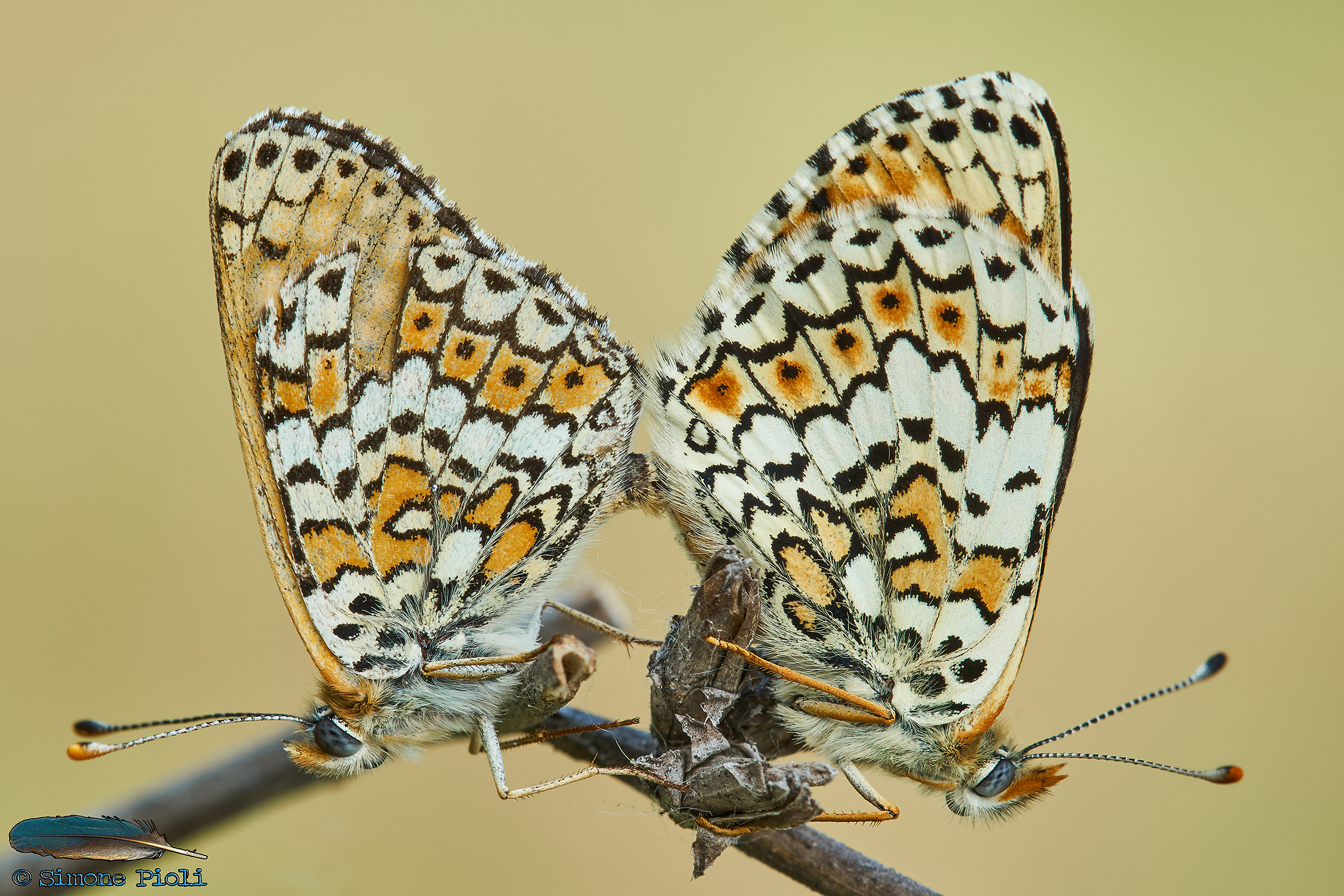 Il richiamo della Primavera