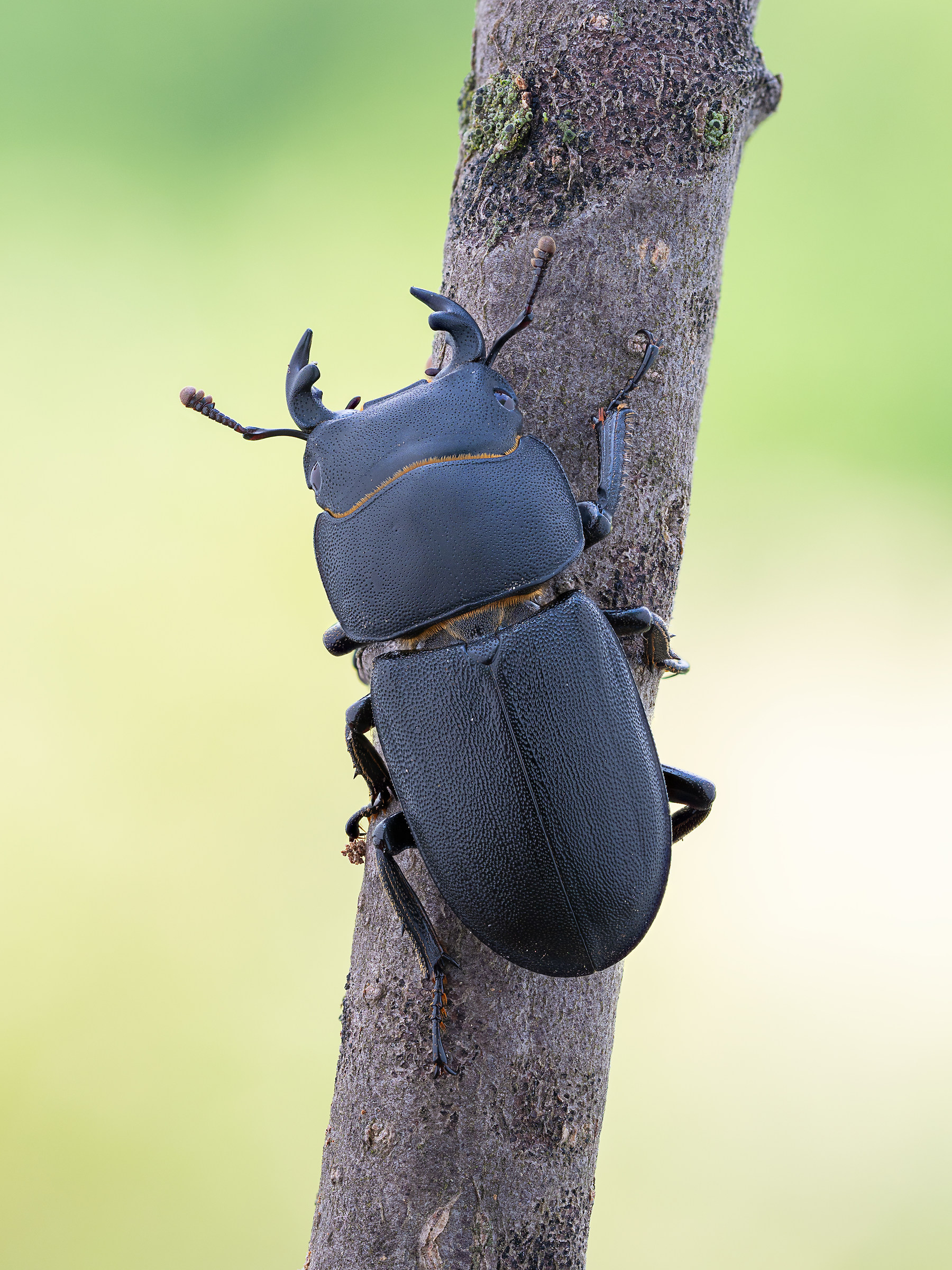 Antonella parallelipipedus