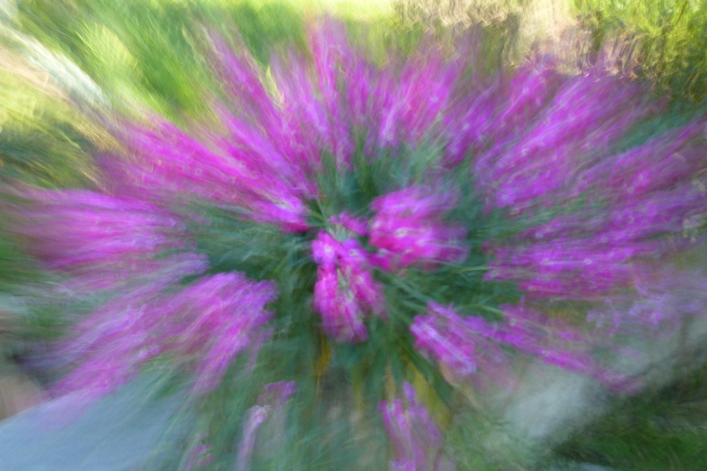 Explosion of Wallflowers