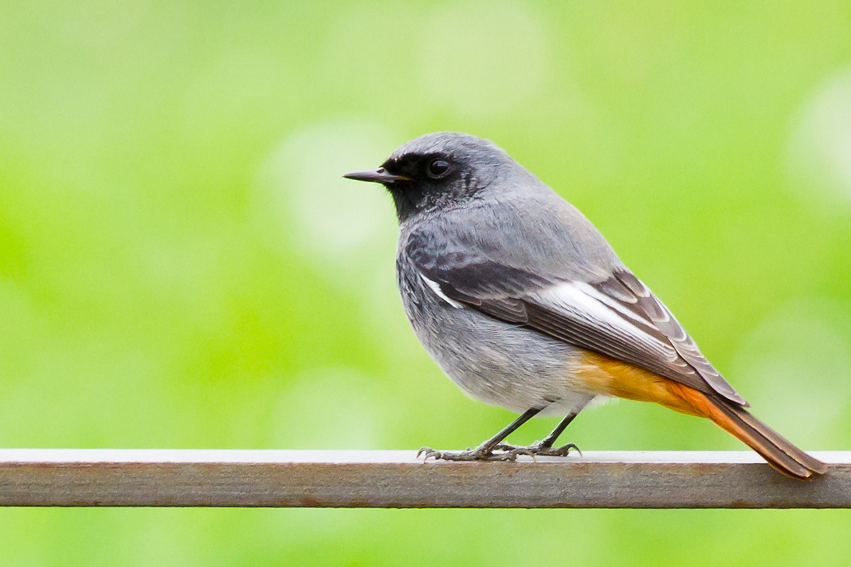 Codirosso Spazzacamino