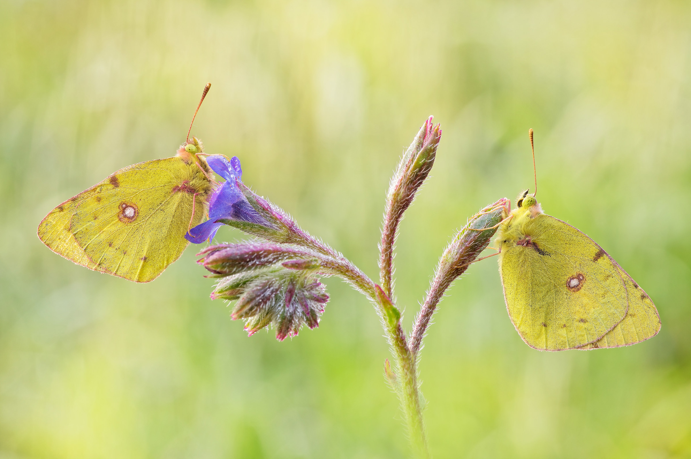 Colias Crossa (Fourcroy, 1785)