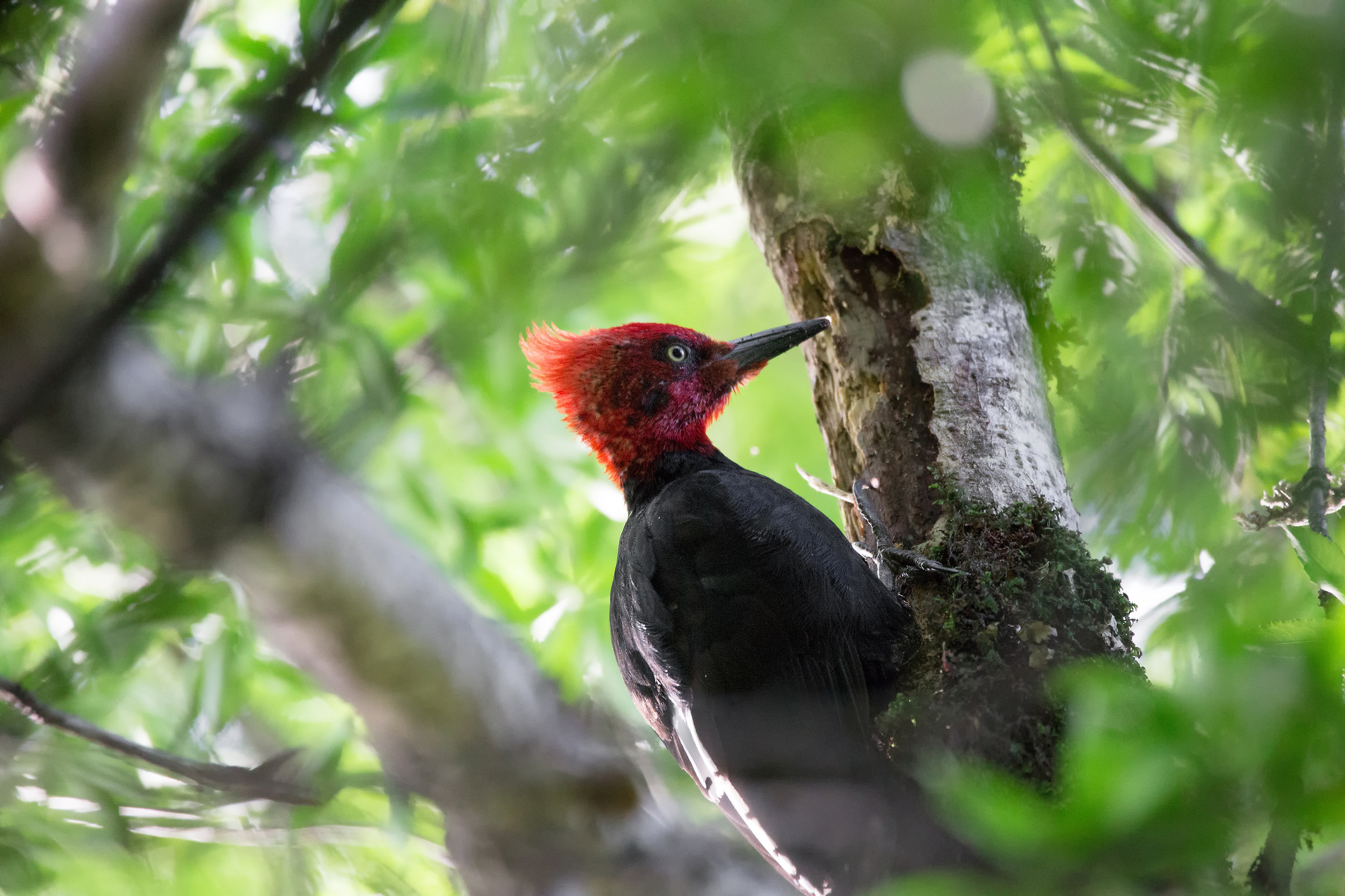 Magellanic Woodpecker