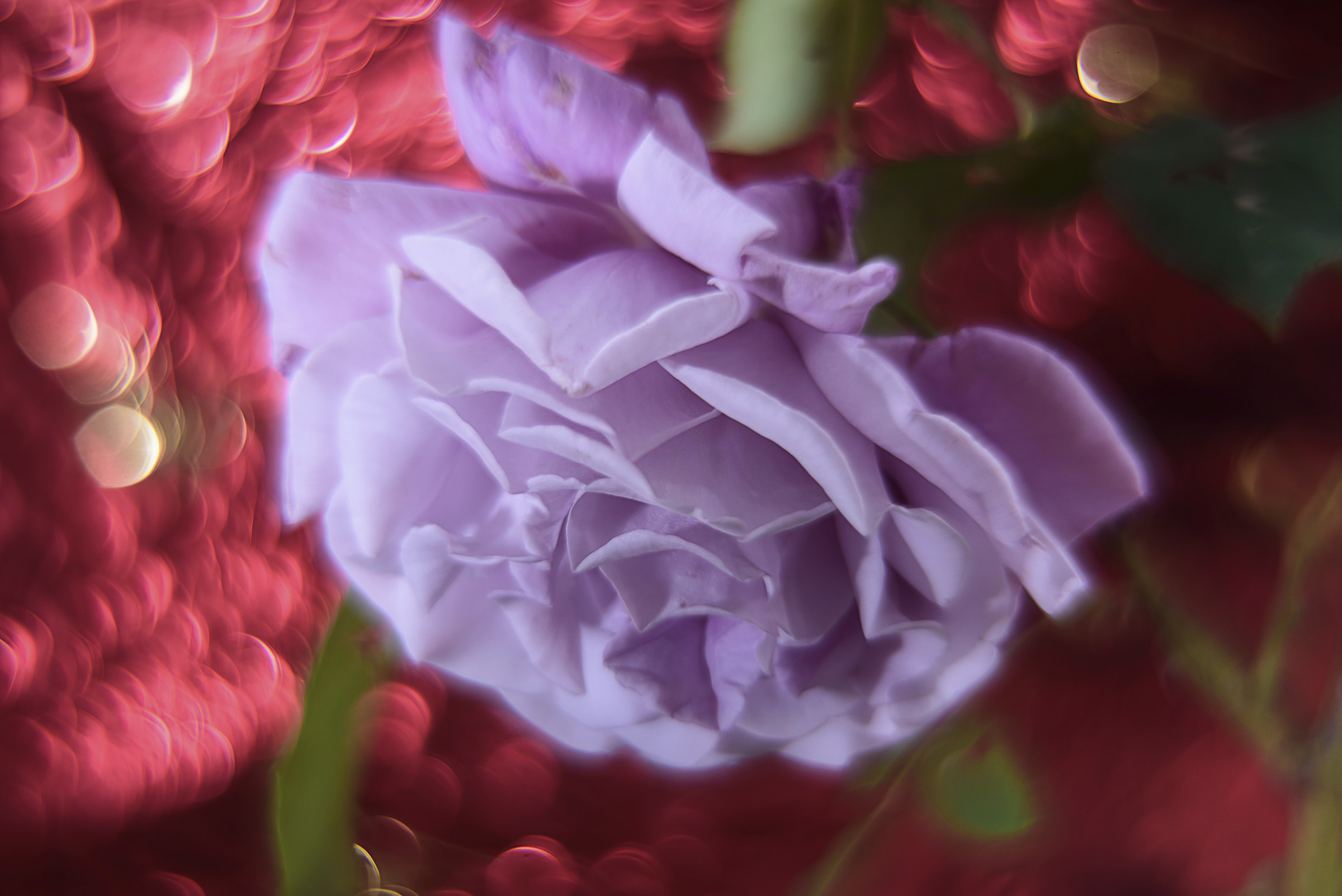 Rosa Charles de Gaulle - swirly