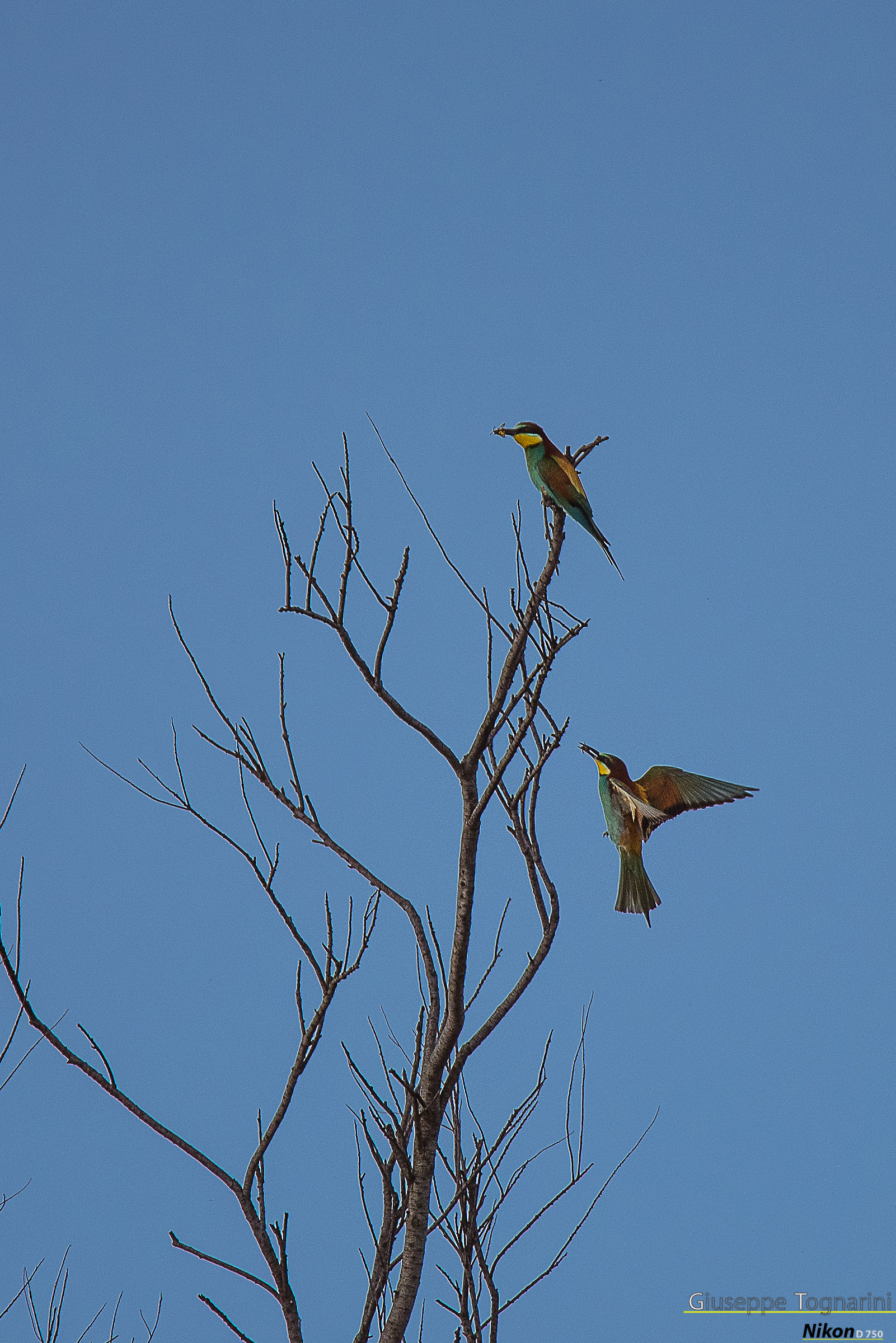 Gruccioni (a ognuno la sua preda)