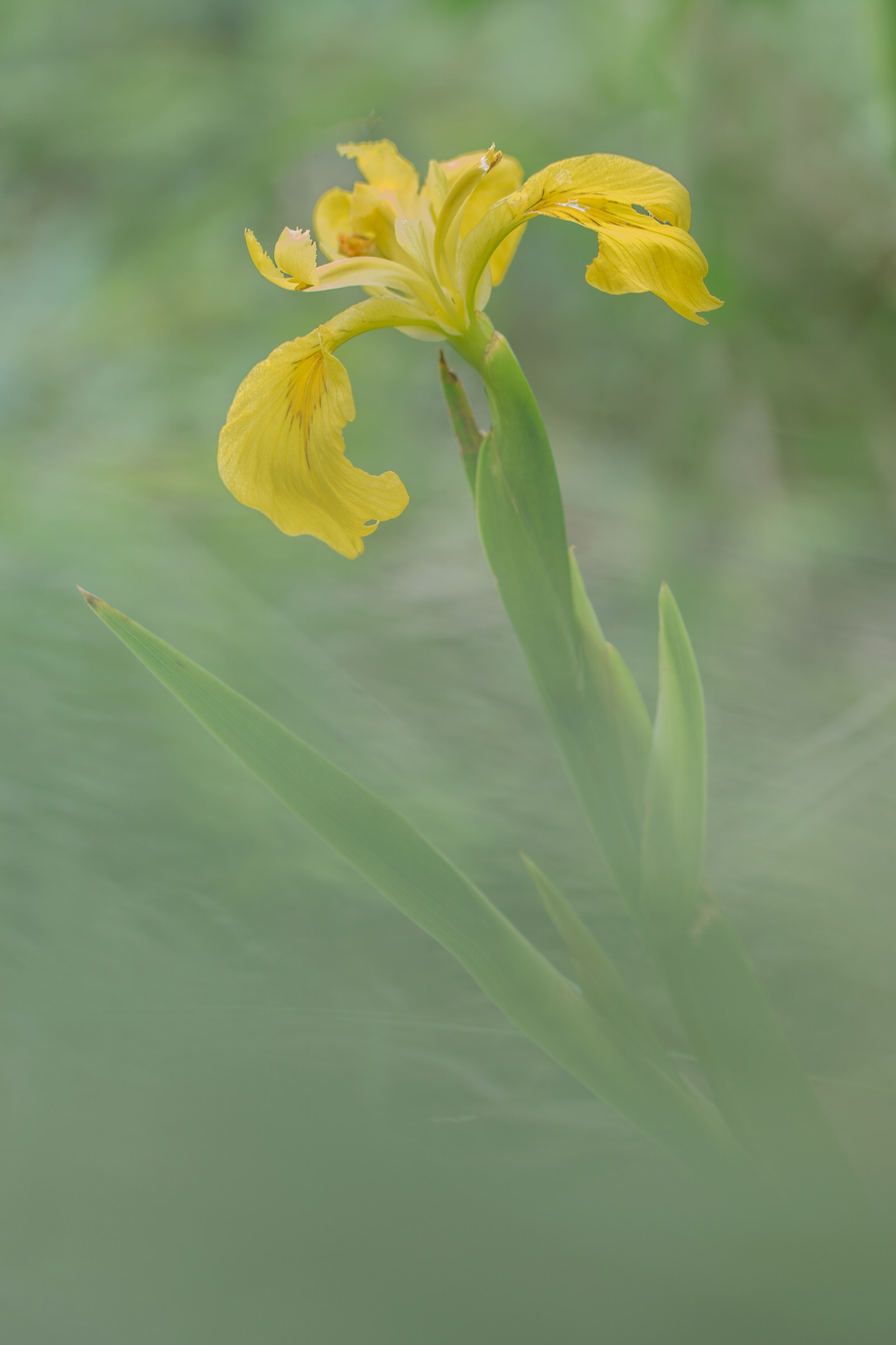 Wild Iris