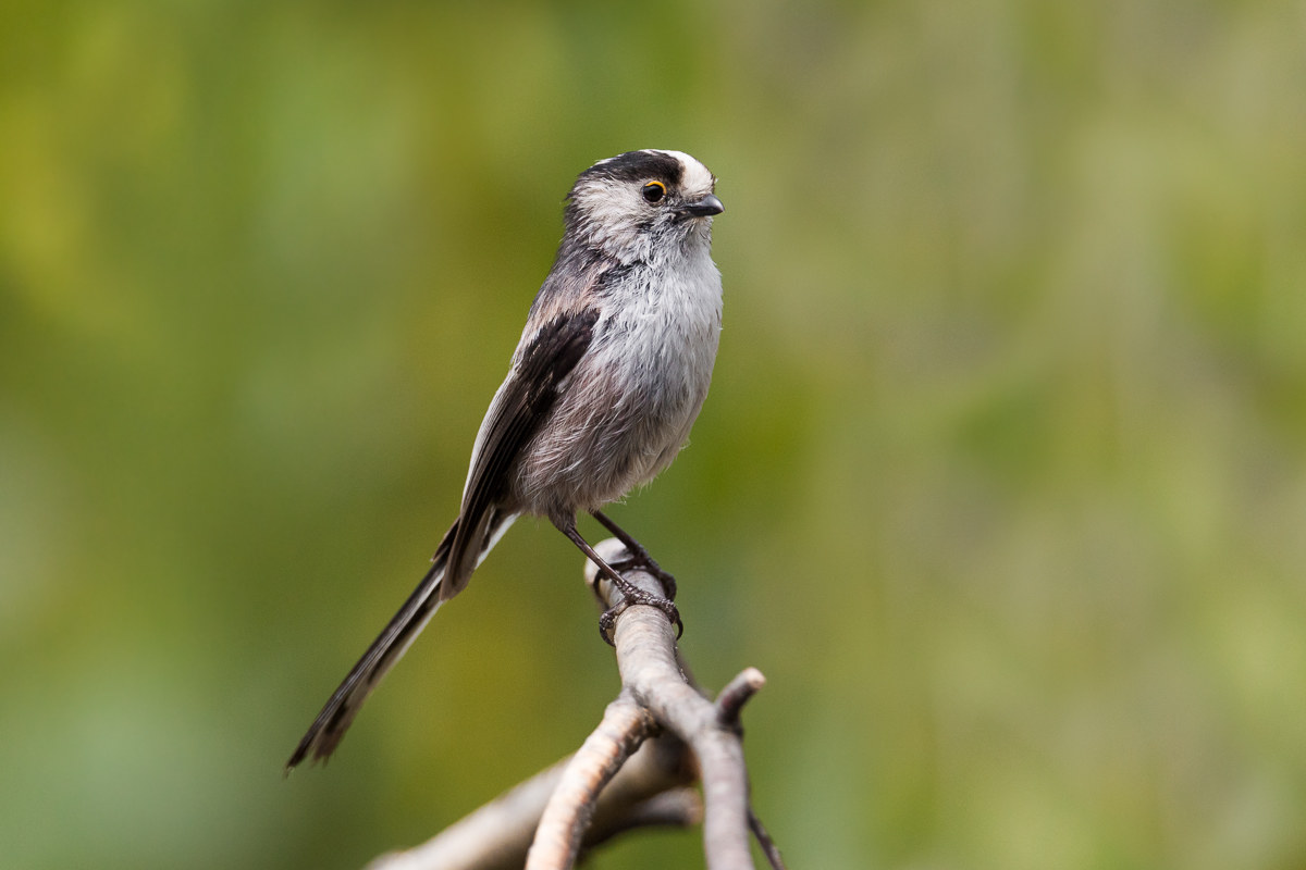 Long (Aegithalos caudatus)...