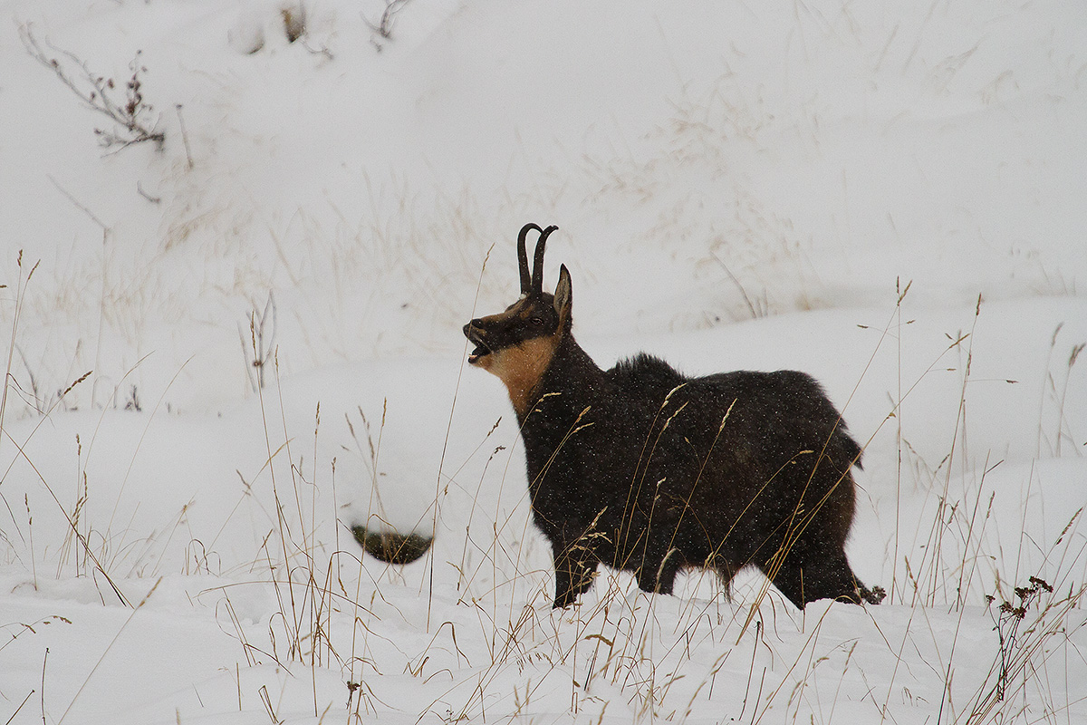 prima neve, primi amori