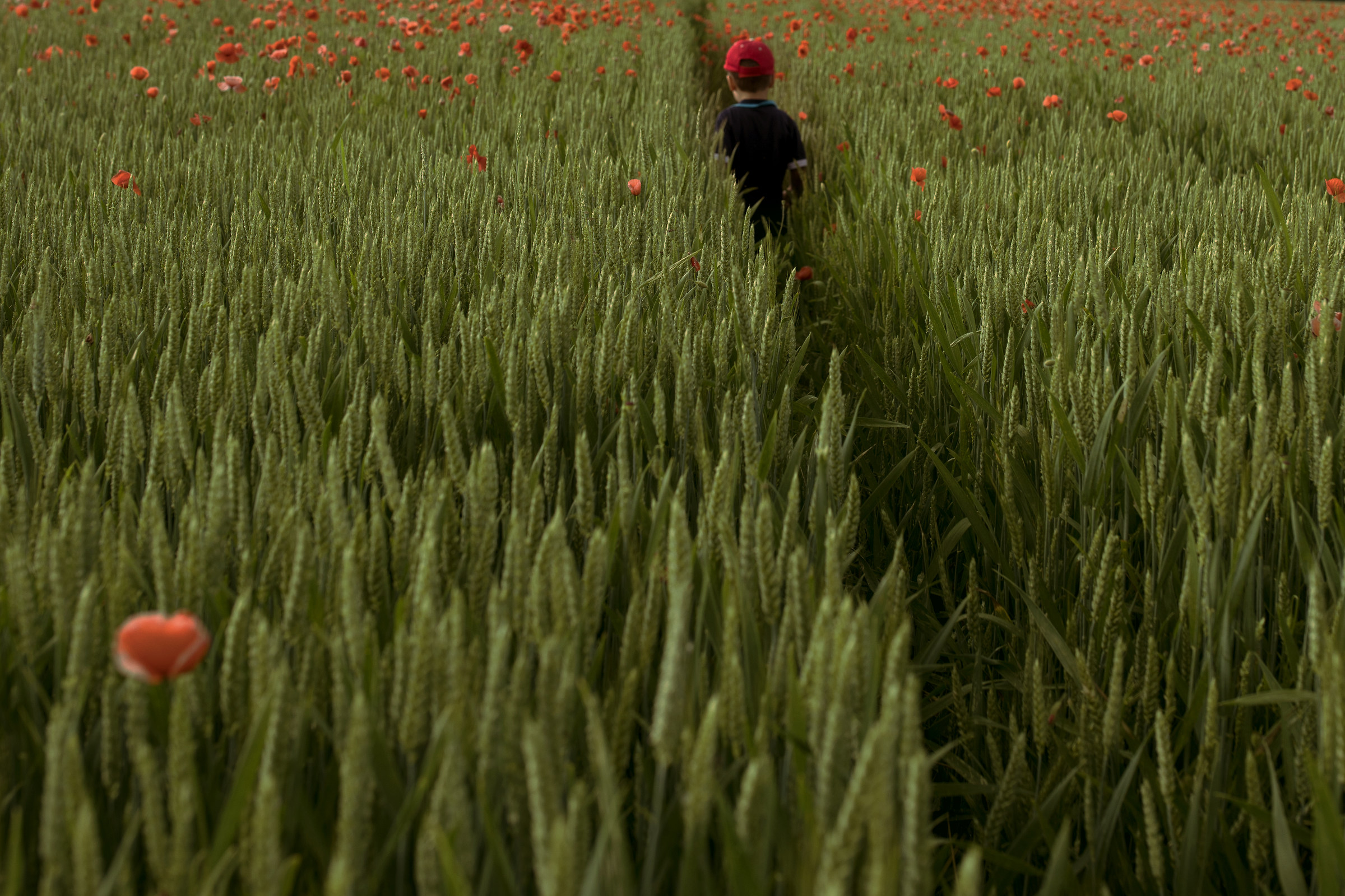Among the poppies