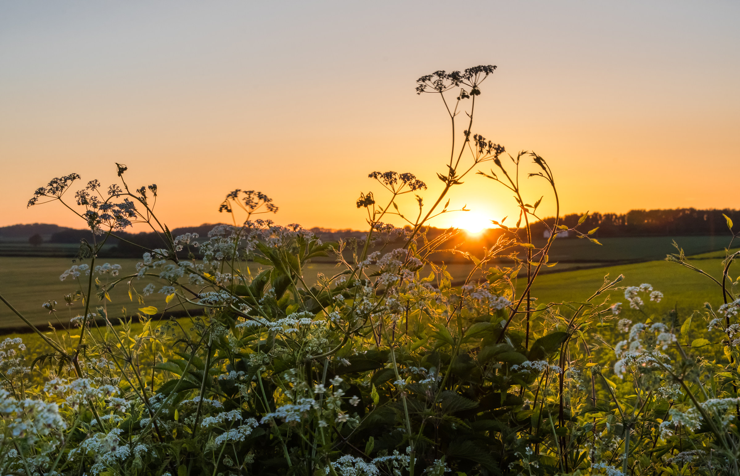 Sunset Behind The Fields Of Rapeseed