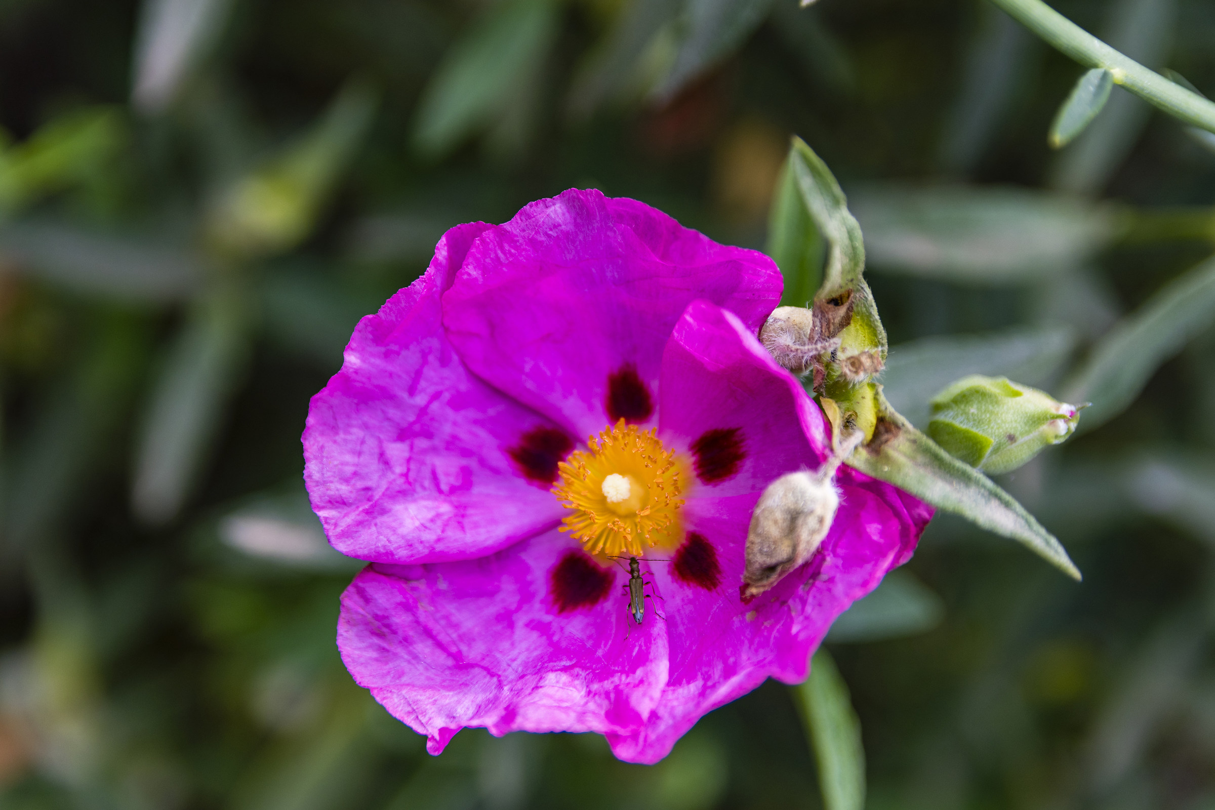 Red Cistus