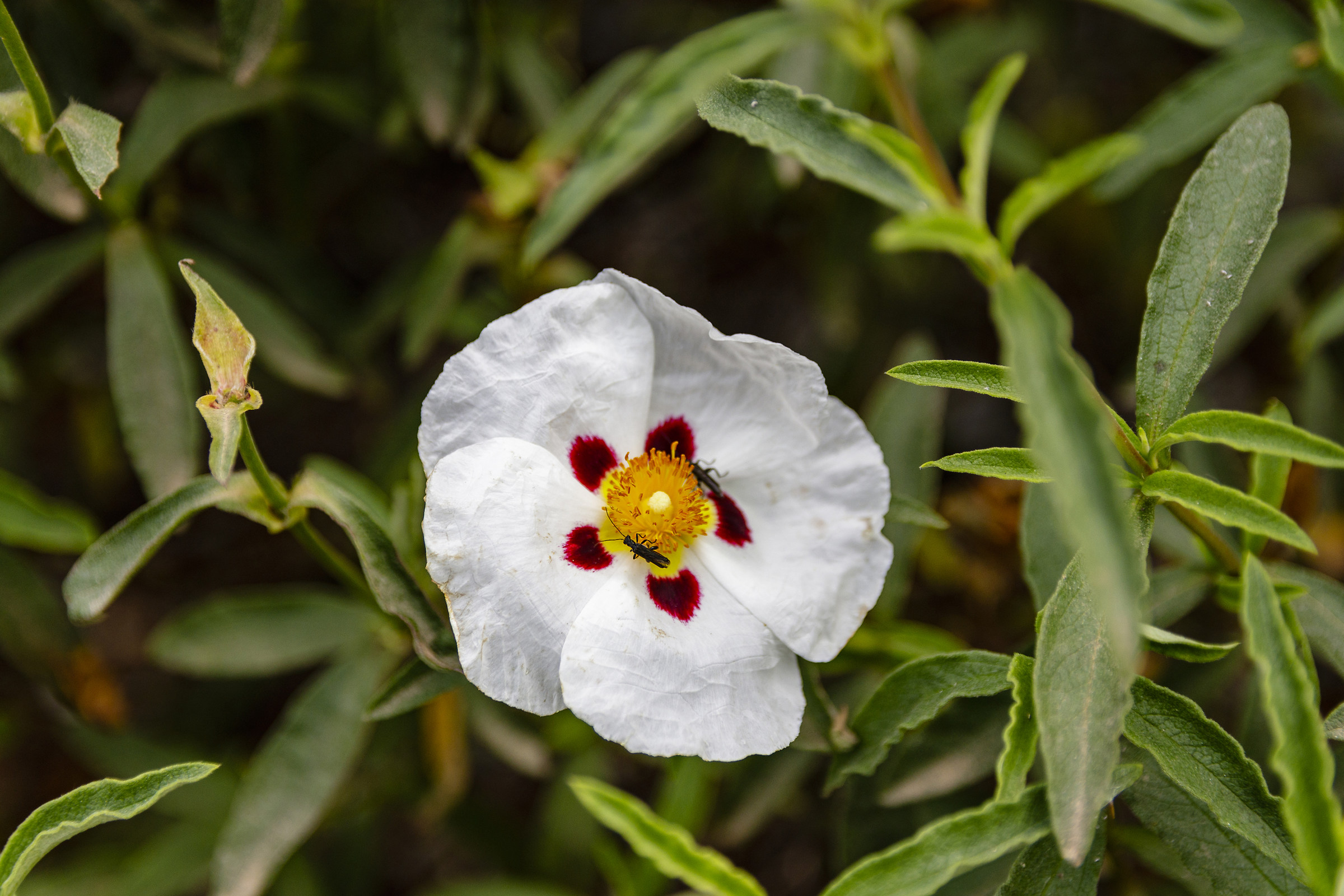 Cistus White