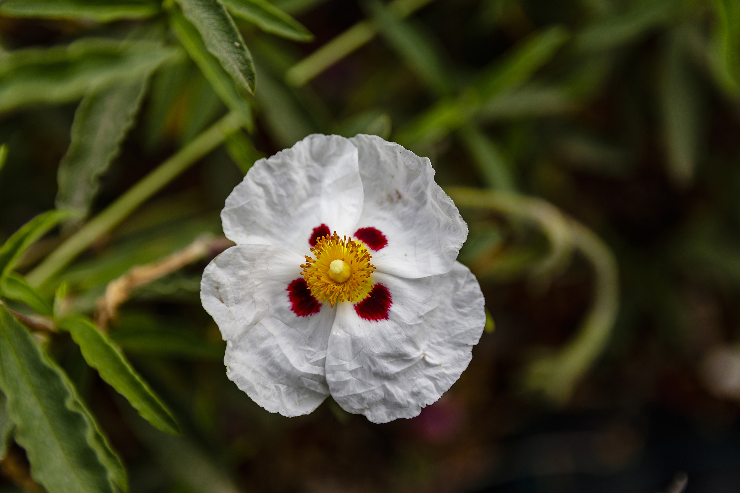 Cistus White
