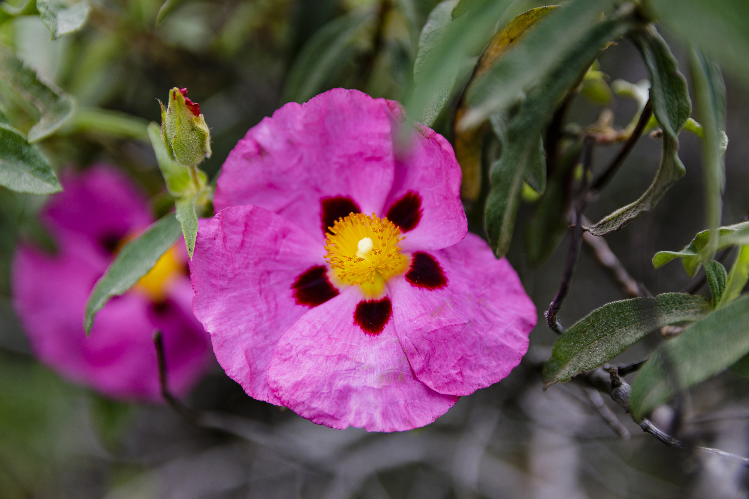 Red Cistus