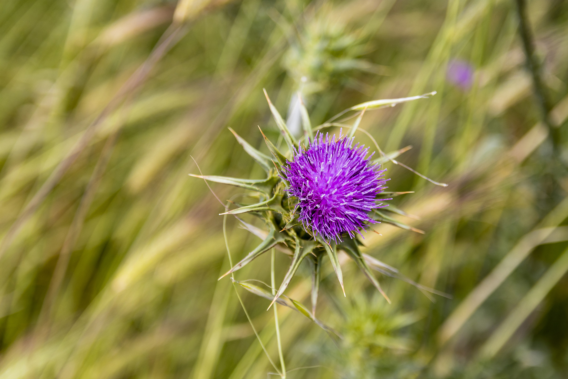 Thistle