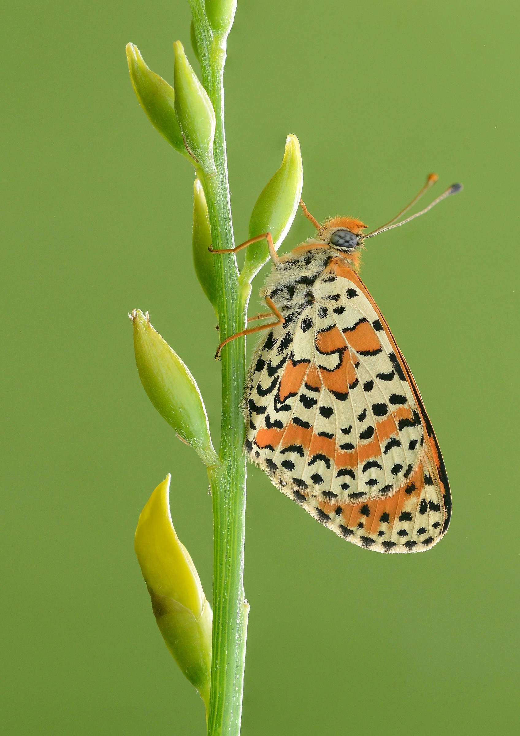 Melitaea didyma