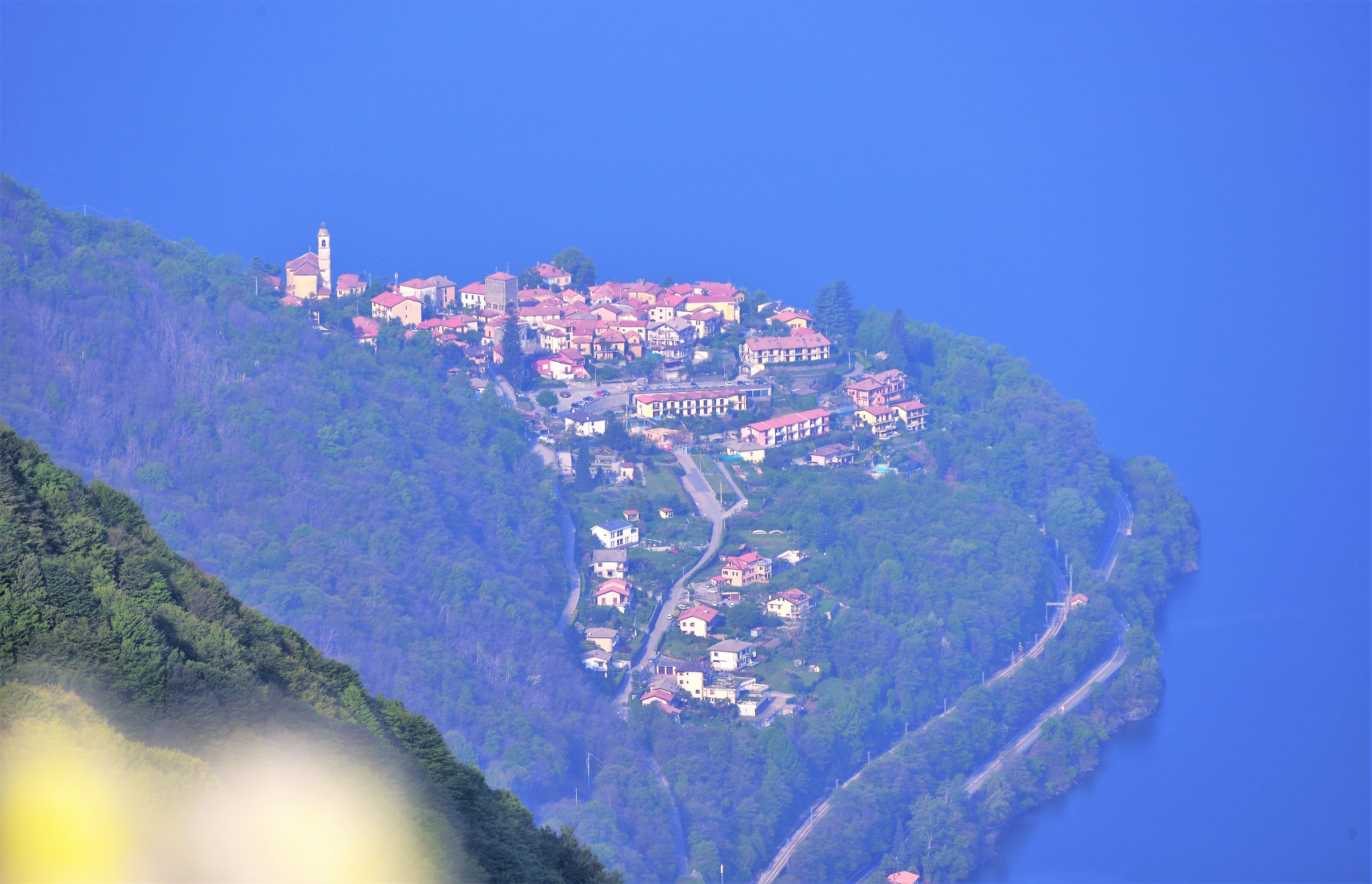 Pine on the shore of Lake Maggiore