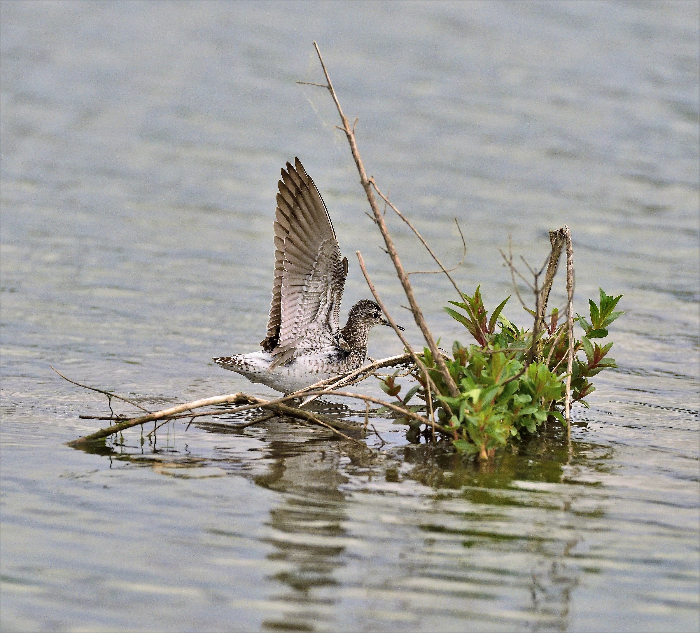 Pyro Piro Boschereccio