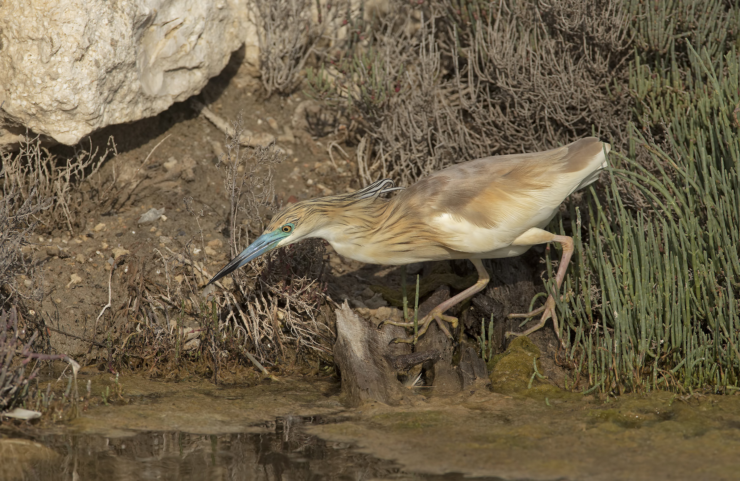 Squacco Adult tuft in livery