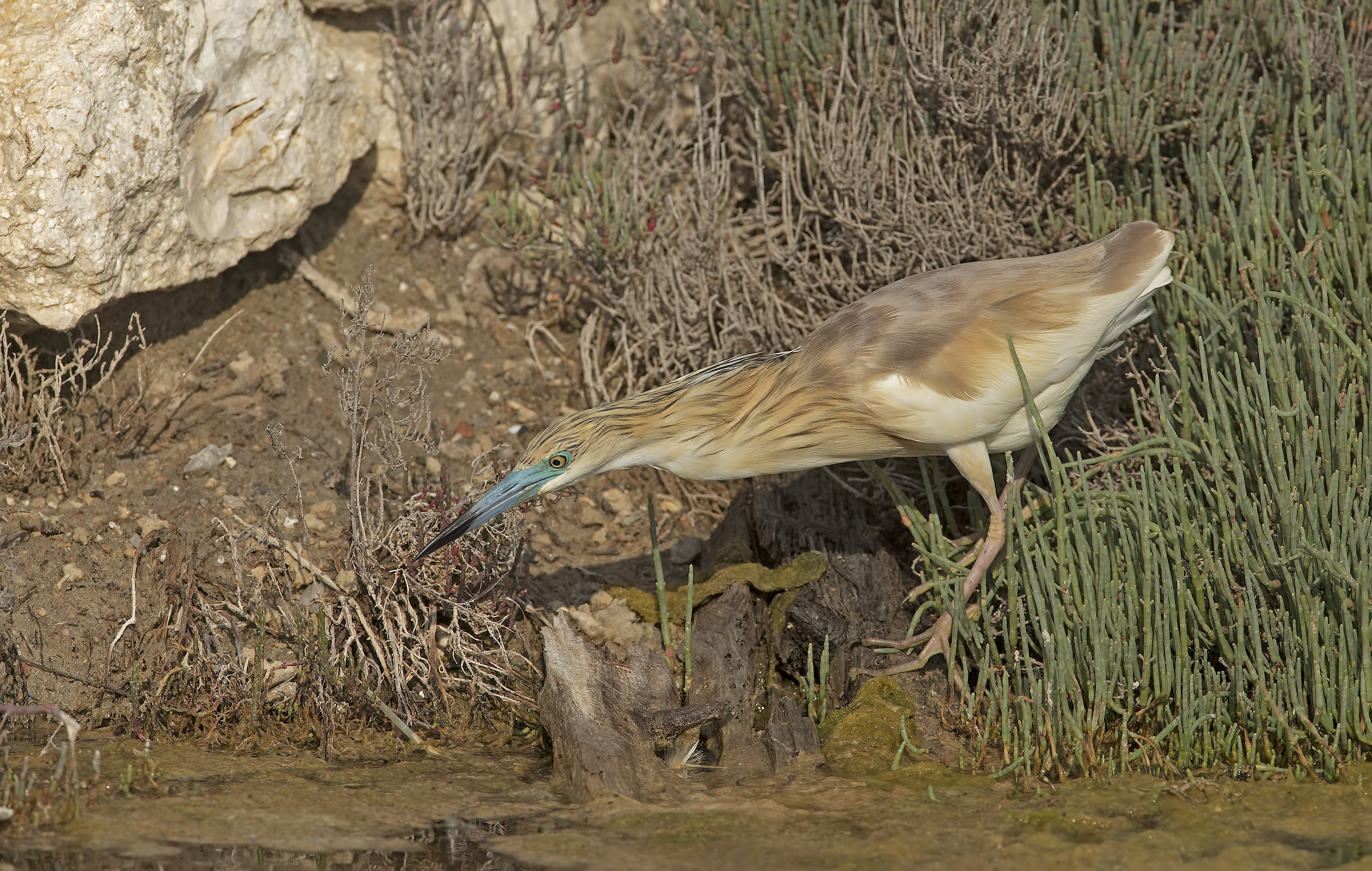 Squacco tuft, adult in livery
