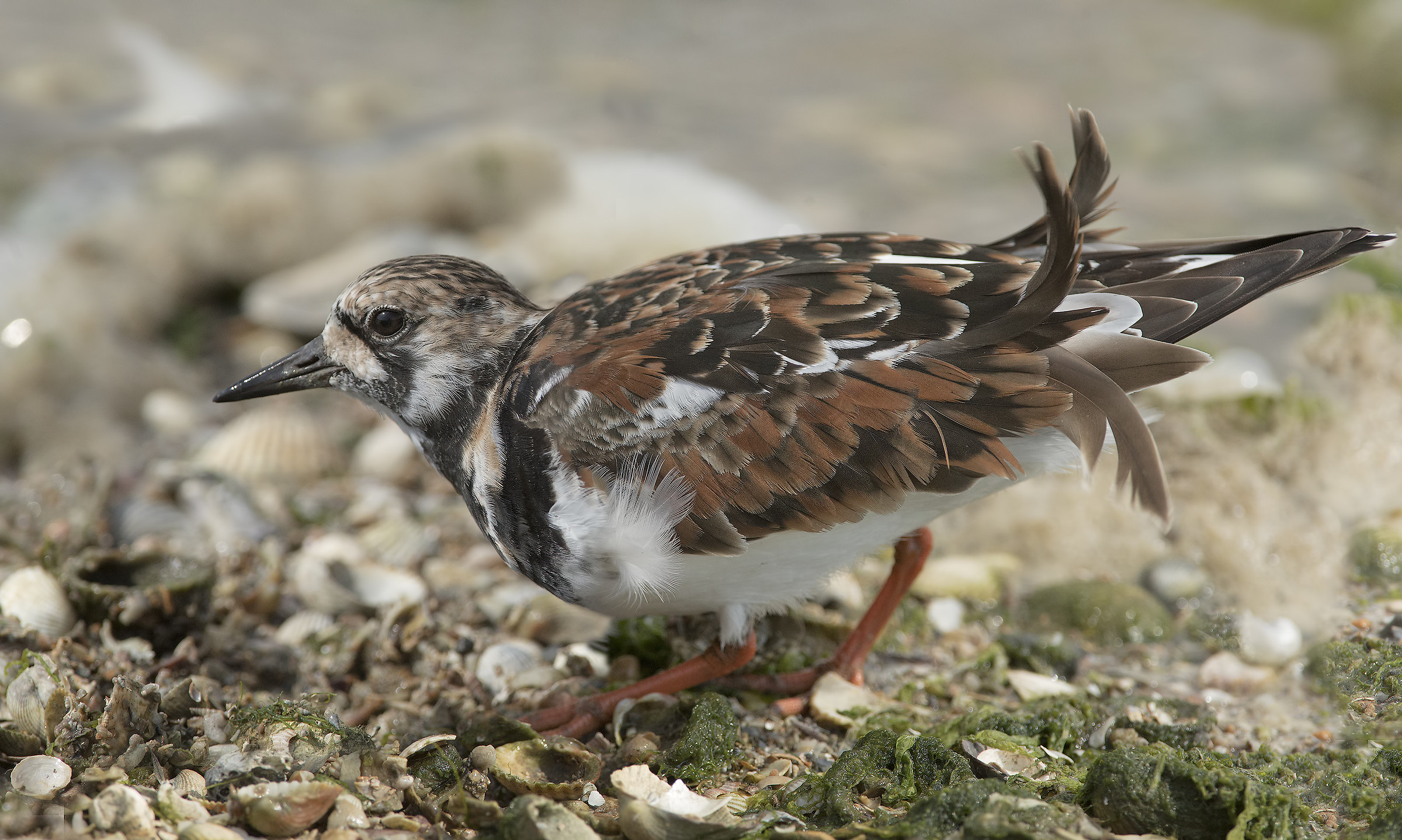Turnstone