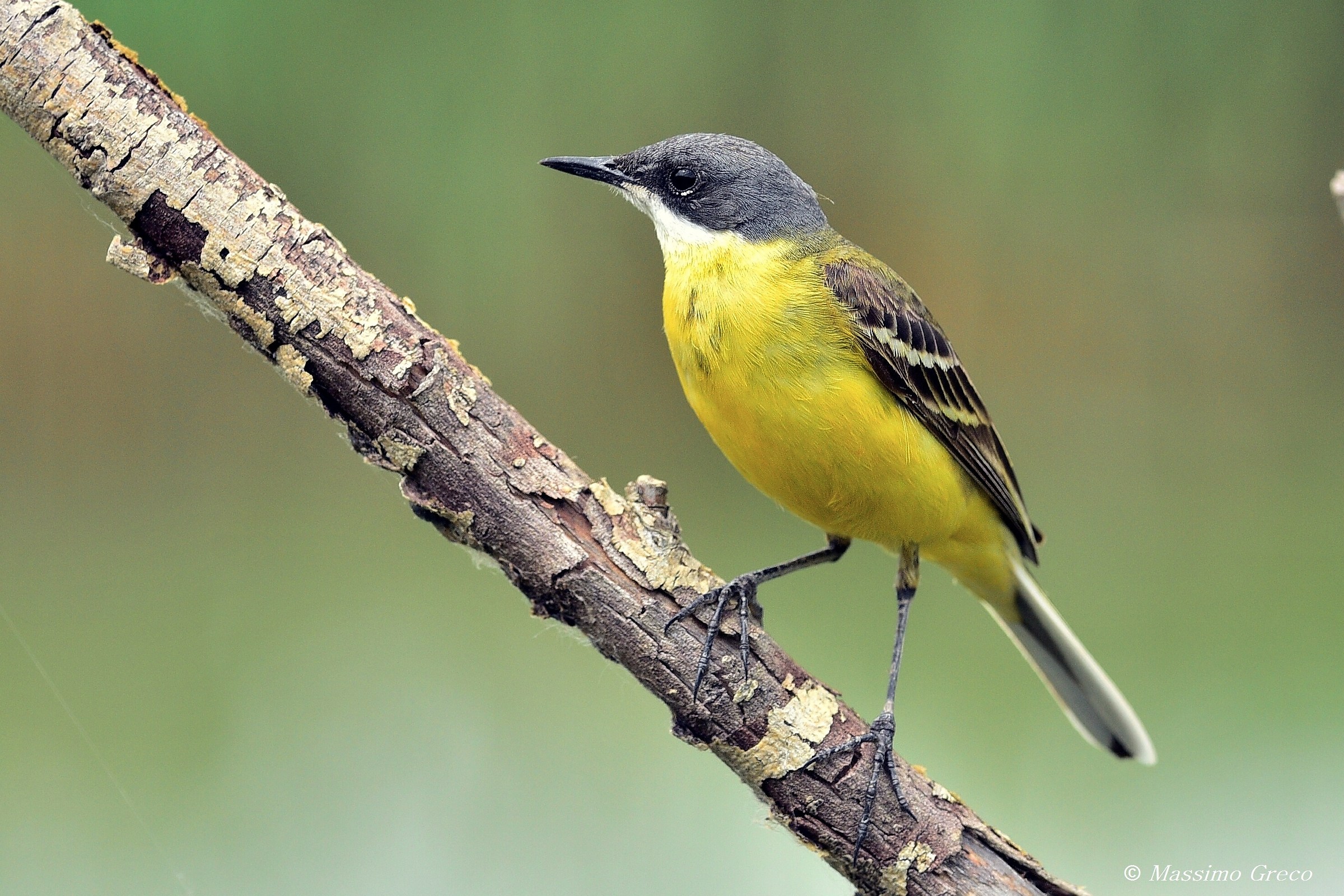 Cutrettola capocenerino(Motacilla flava cinereocapilla)