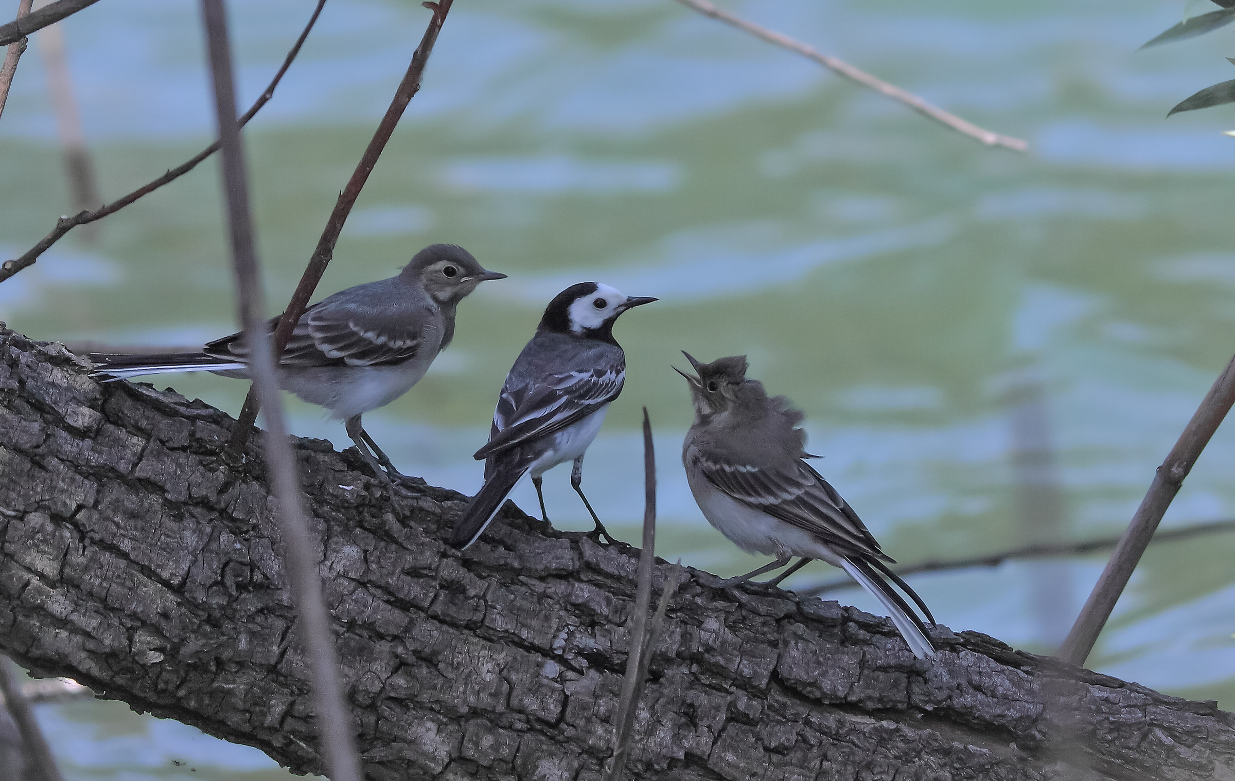 mamma mamma posso volare... ballerina bianca..